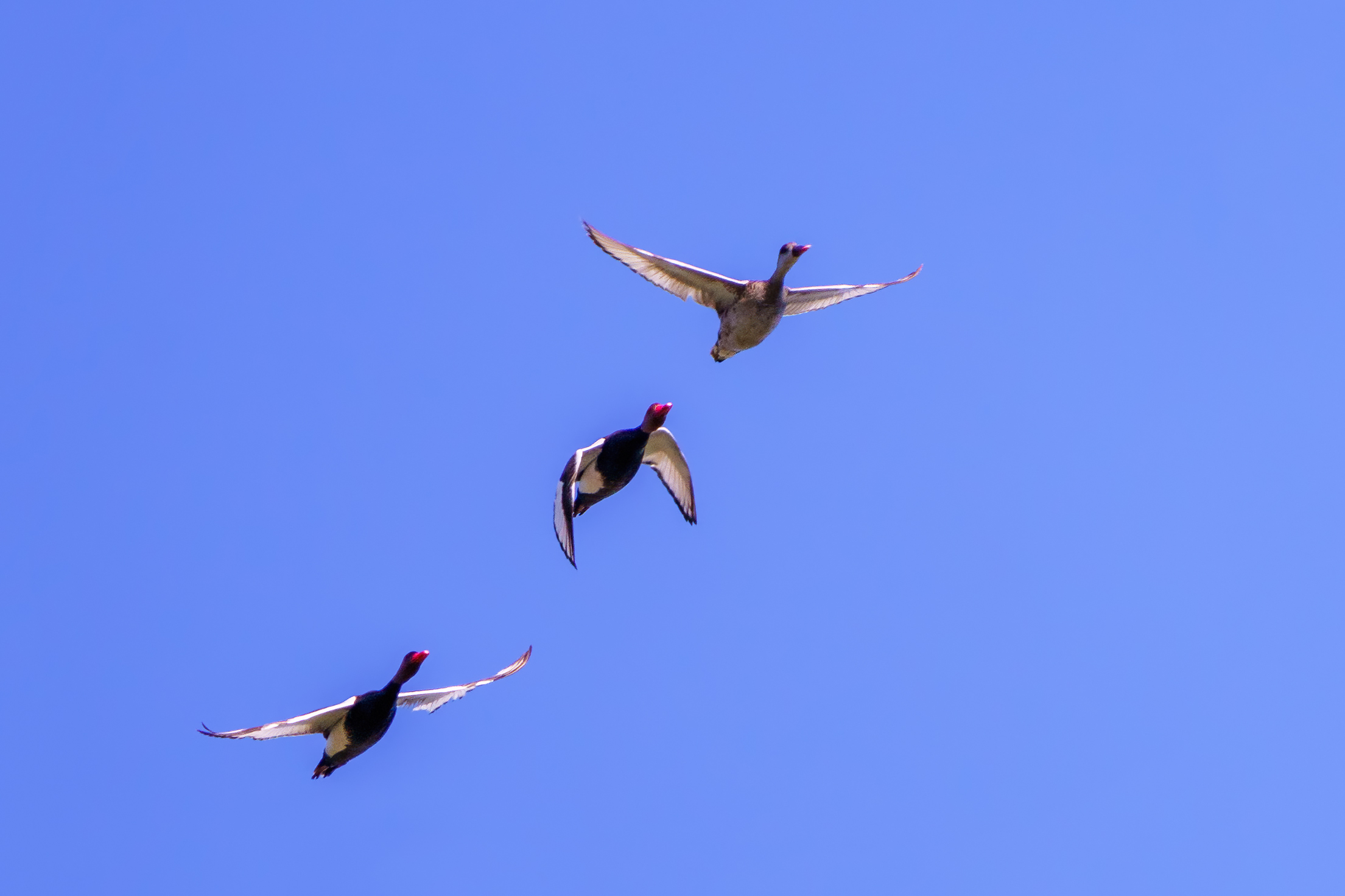 L'inseguimento - Fistioni turchi