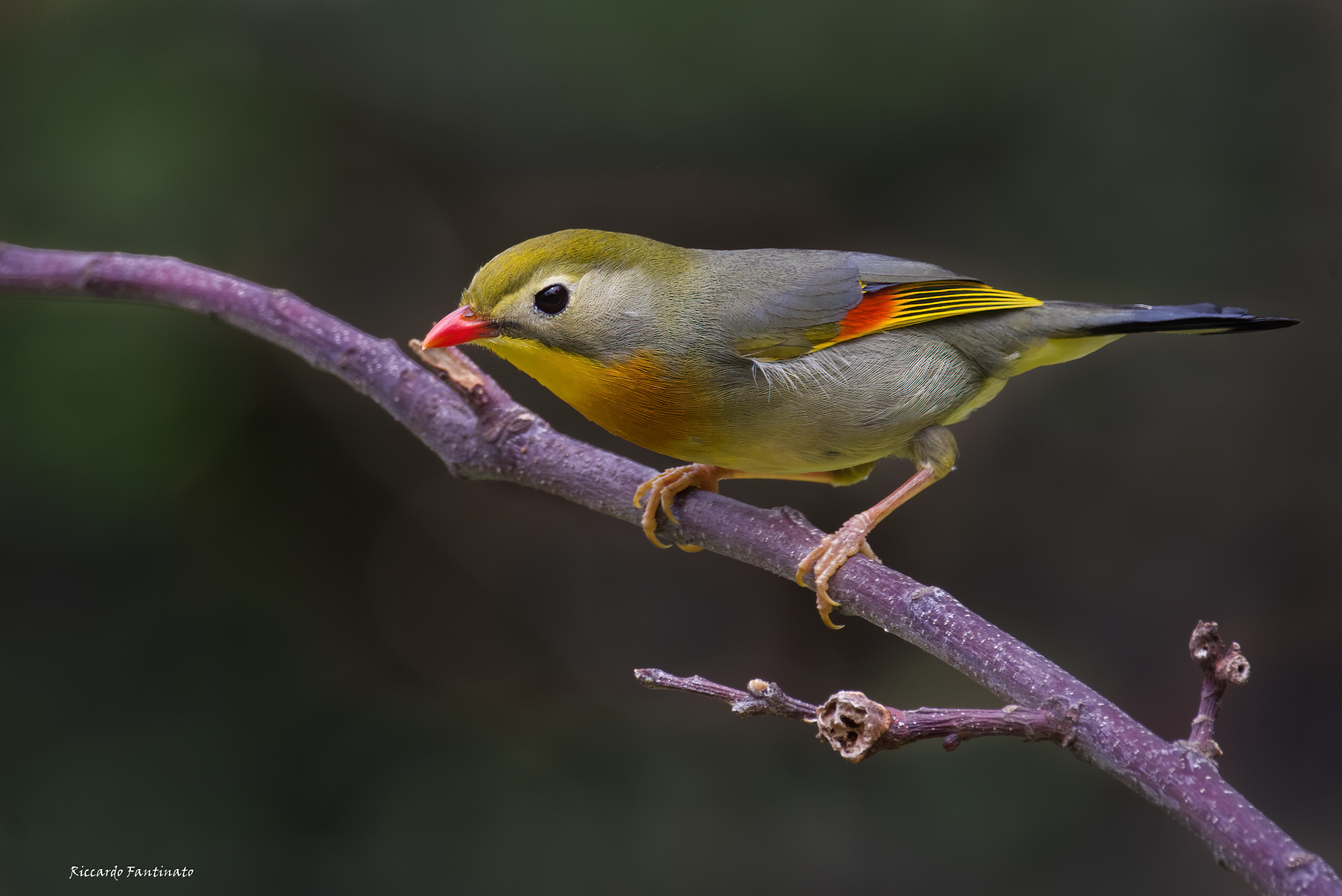 i fantastici colori dell'Usignolo del Giappone