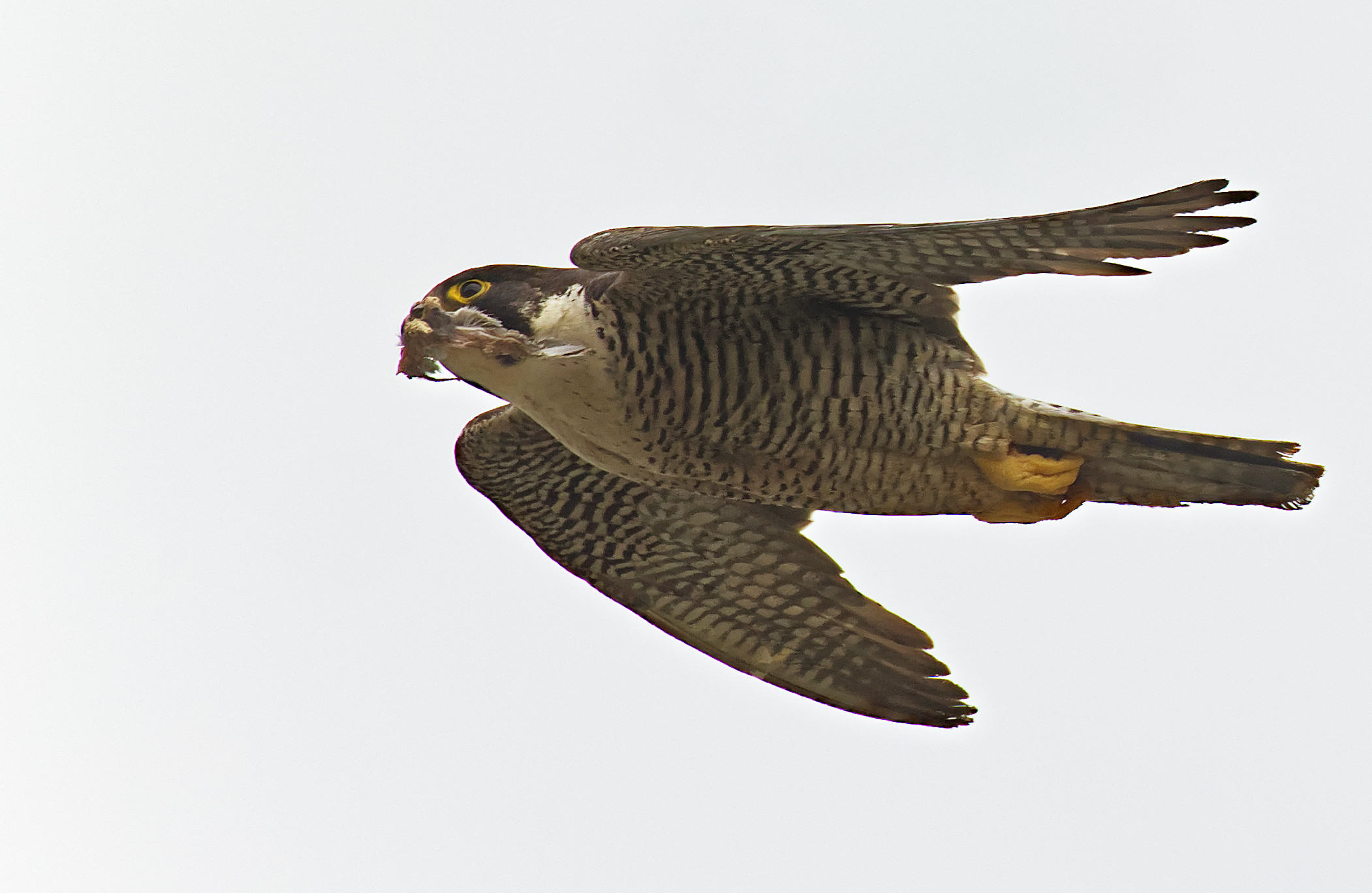 Falcon esce dal nido avanzi non commestibili...