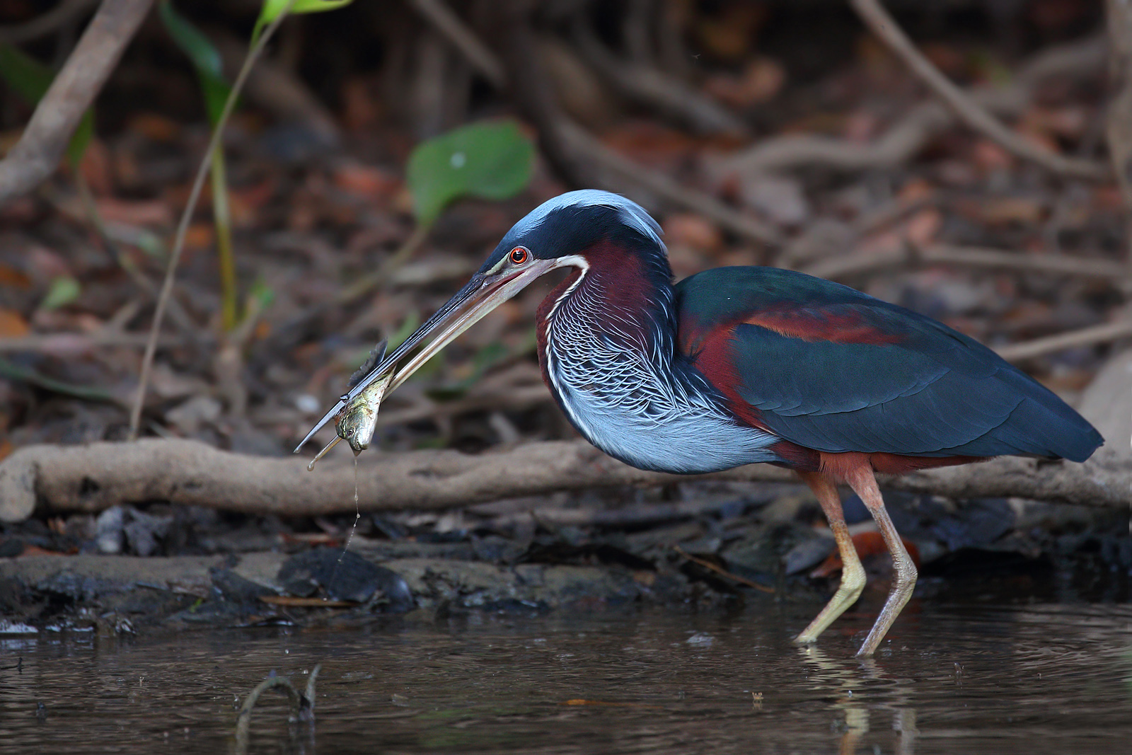 Agami heron (among the rarest and most conspicuous