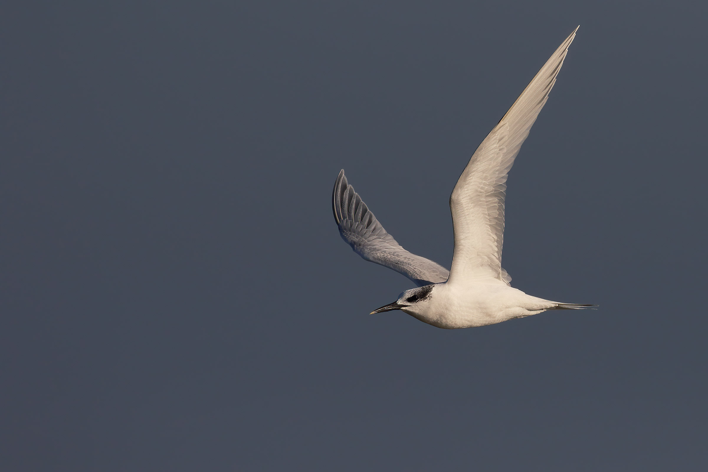 sandwich tern