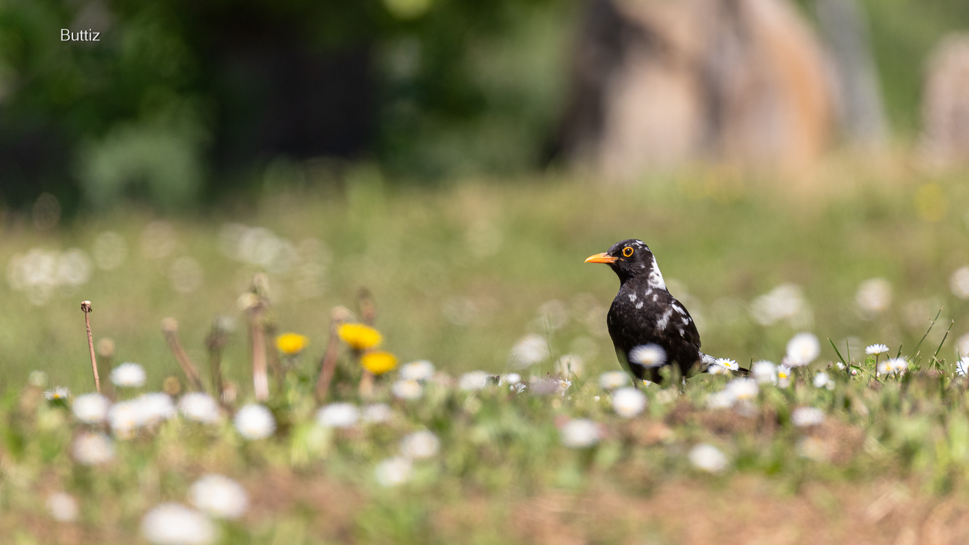 Merlo parzialmente leucistico