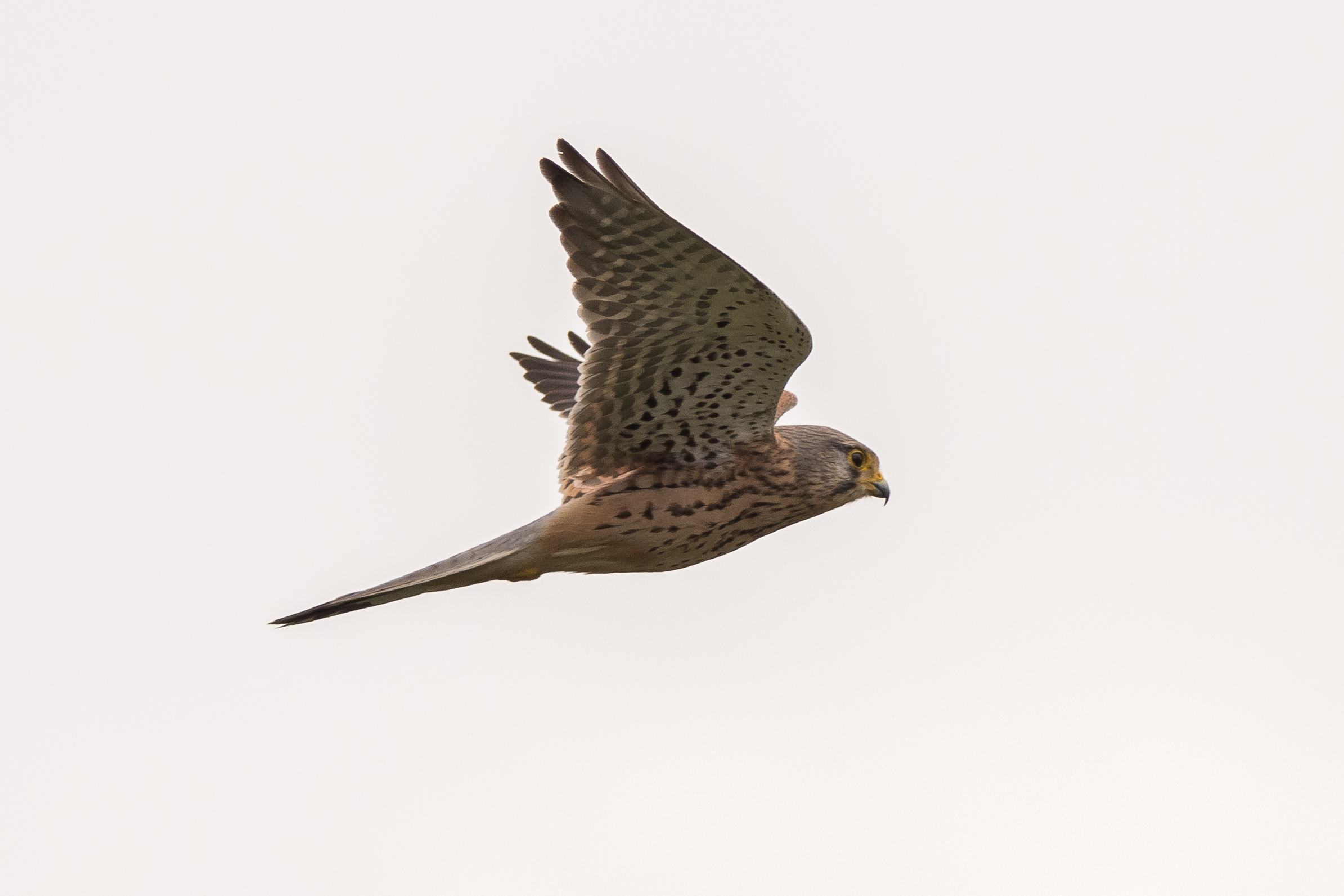 kestrel