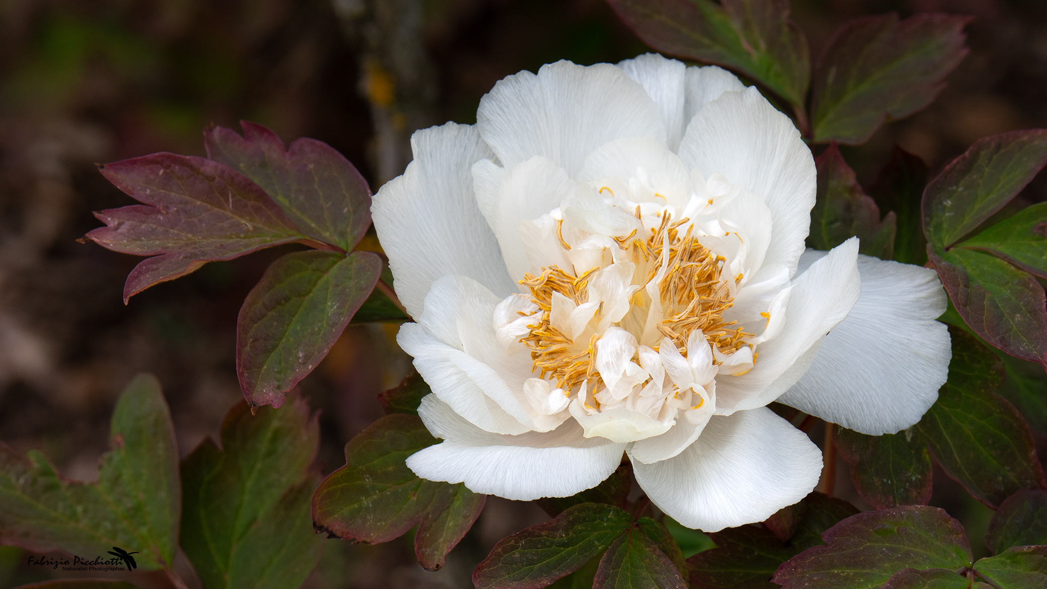 PEONY 2