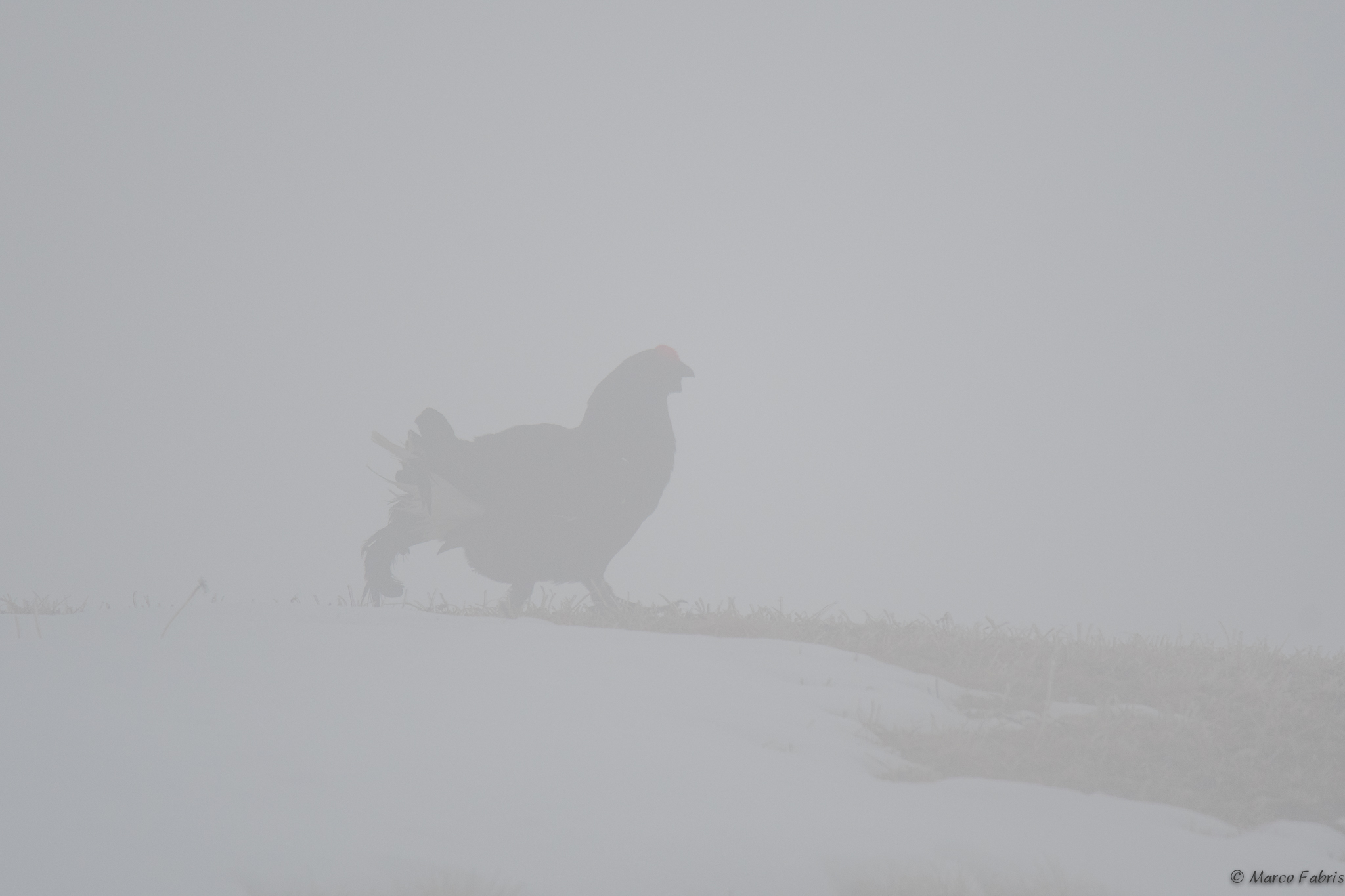 Strange presences in the fog...