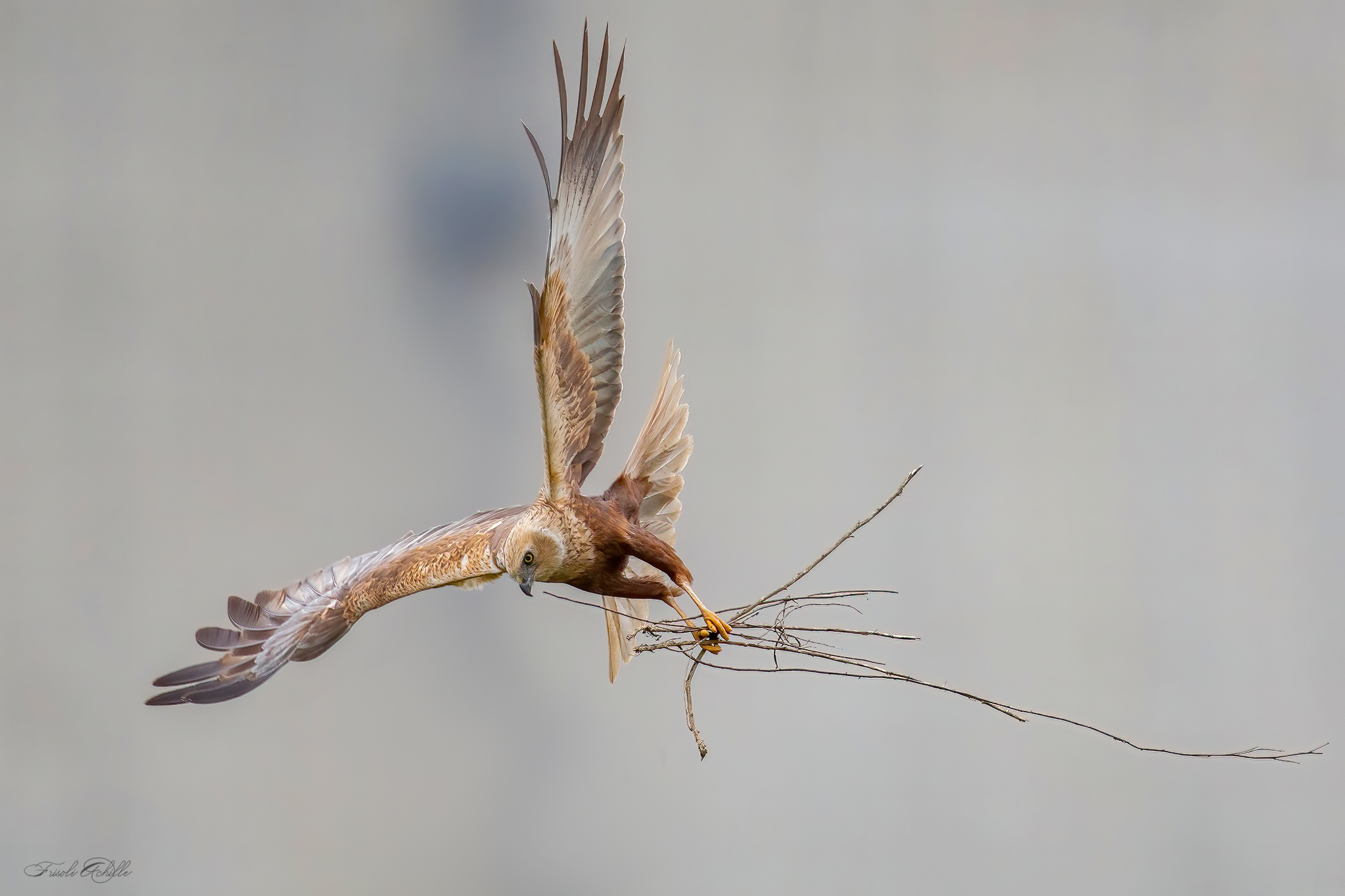 Marsh Falcon