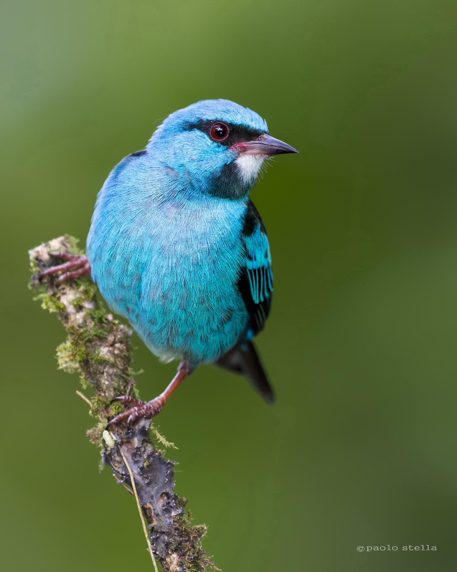 Male of Blue Dacnis