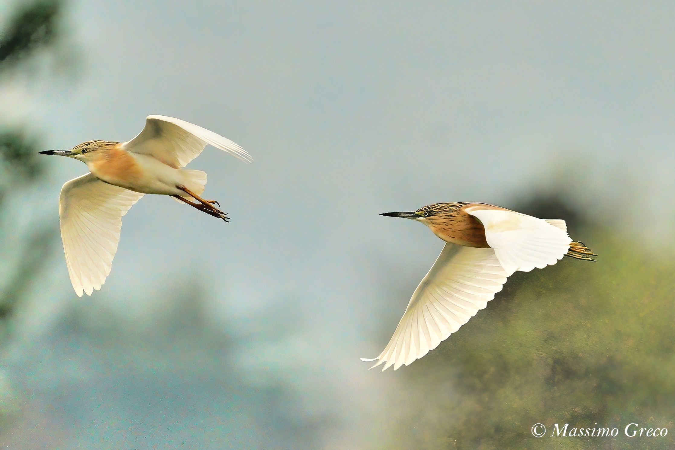 Sgarza ciuffetto (Ardeola ralloides)