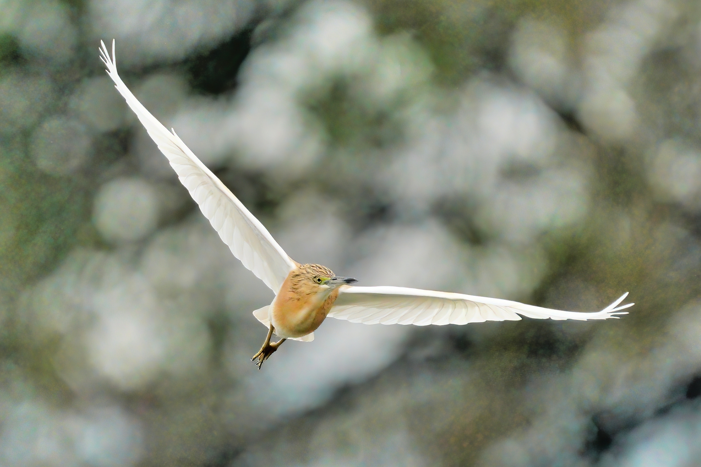 Tufted Sgarza (Ardeola ralloides)