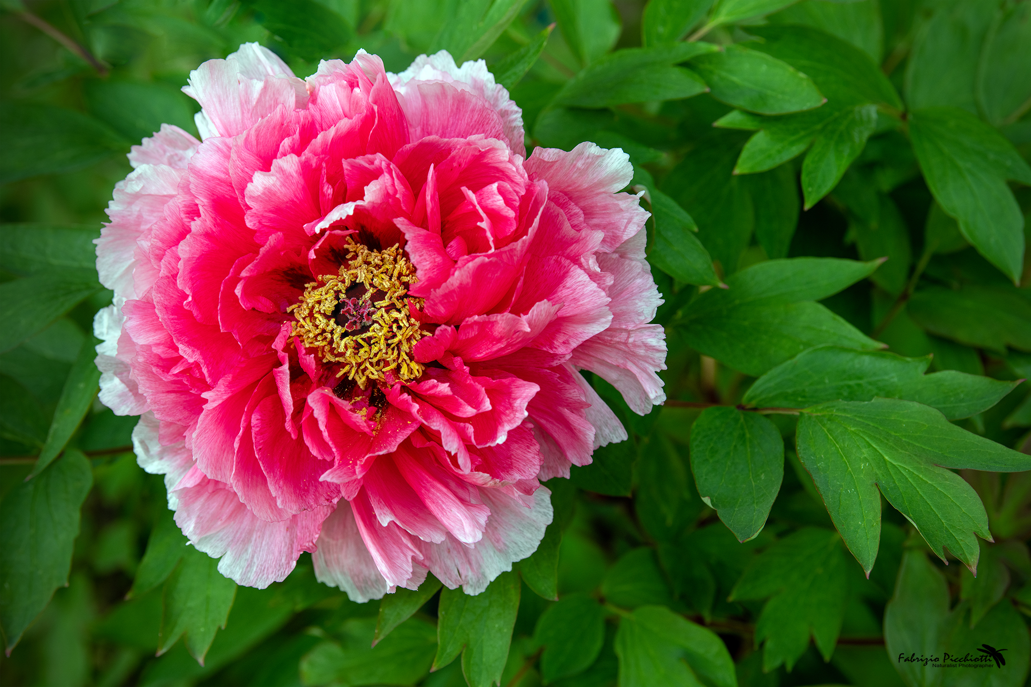 PEONY 3