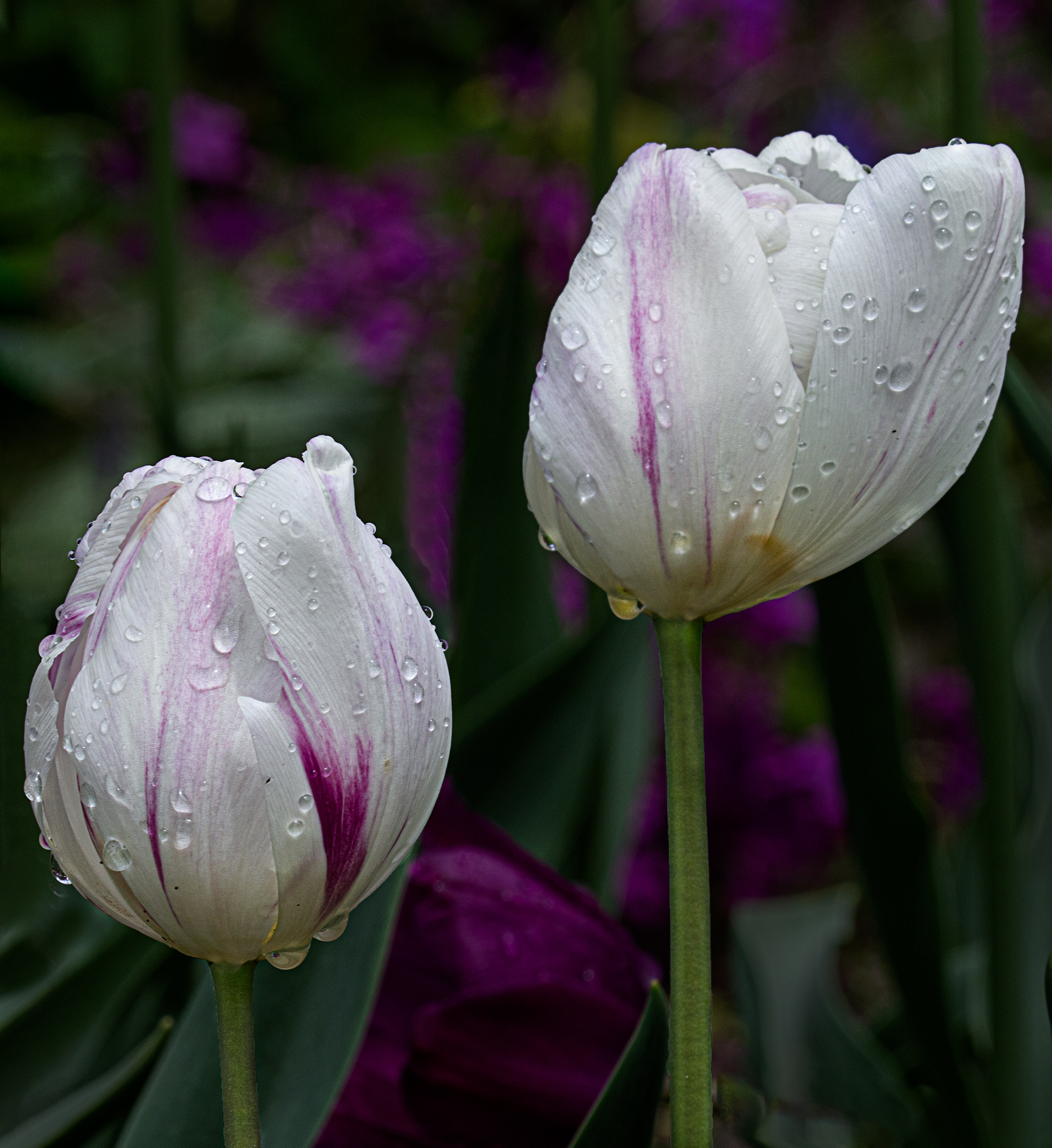 After the Rain.