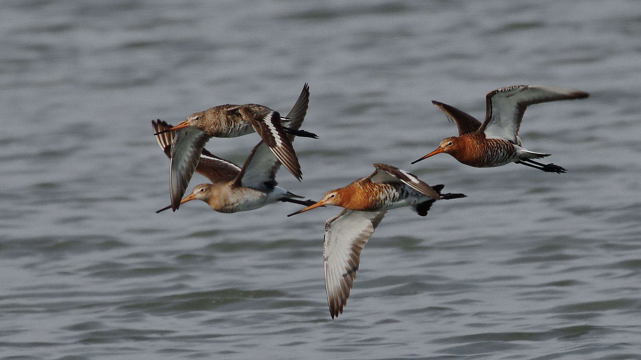 Royal pittimes in flight