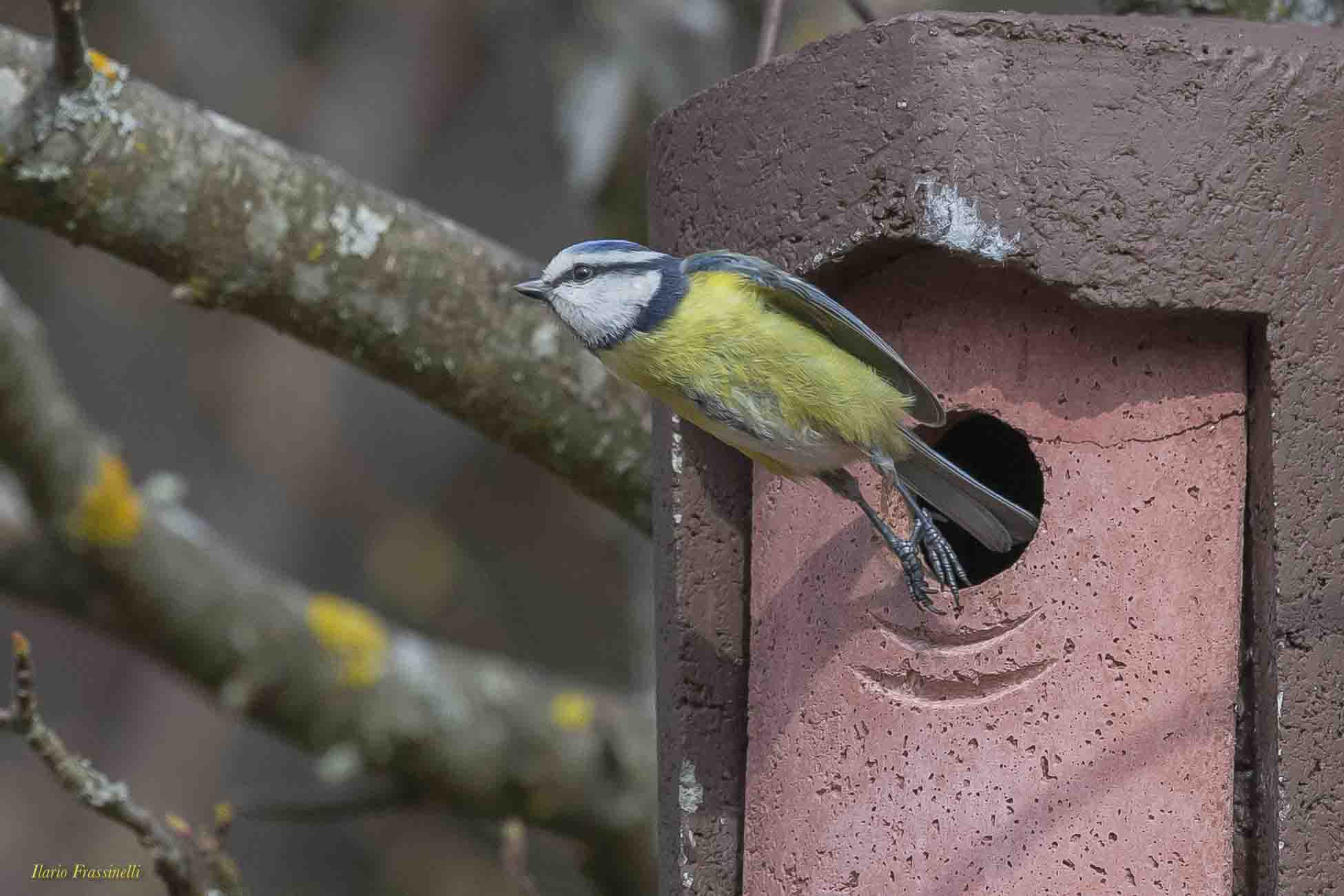 Cinciarella- Wikipedia