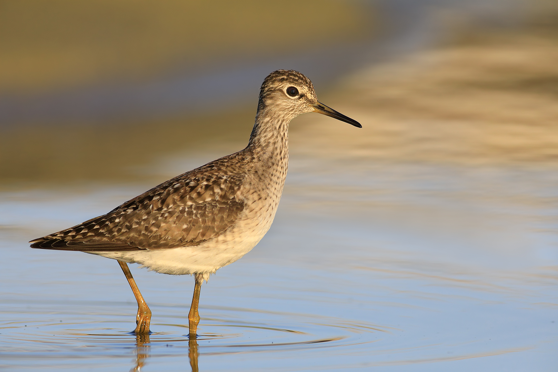 piro piro boschereccio