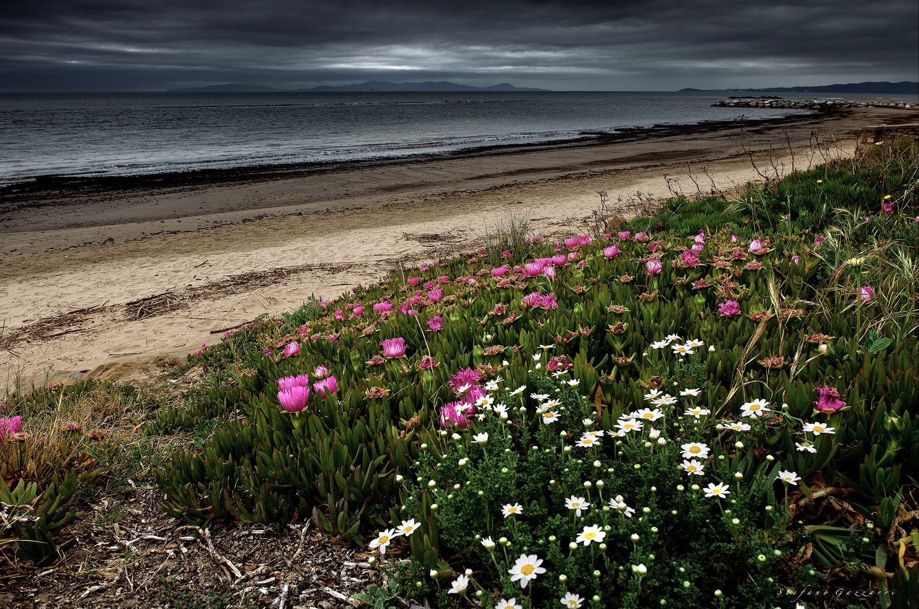 The Flower beach