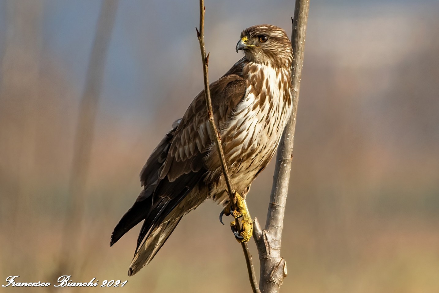poiana - Buteo buteo