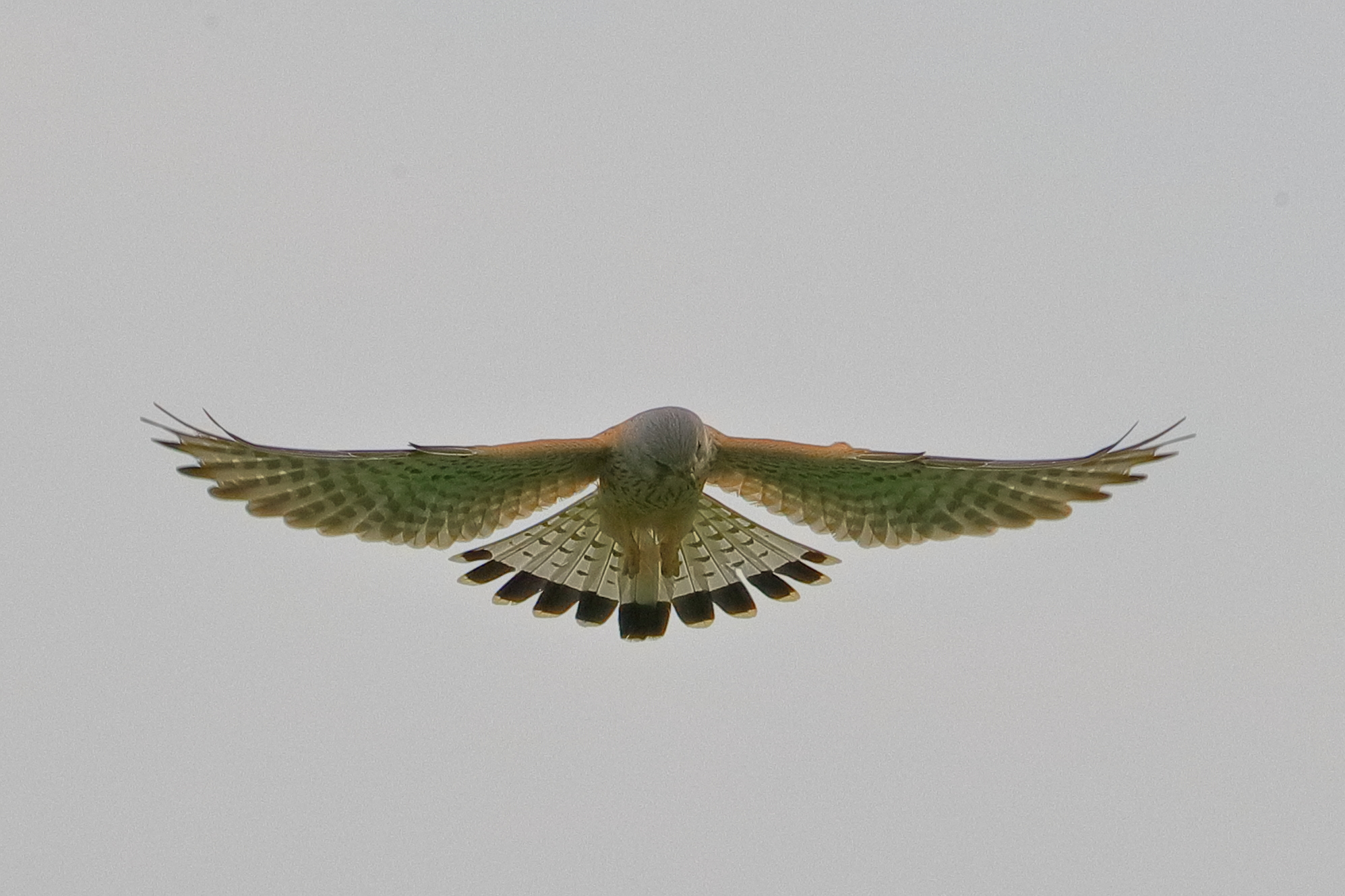 kestrel