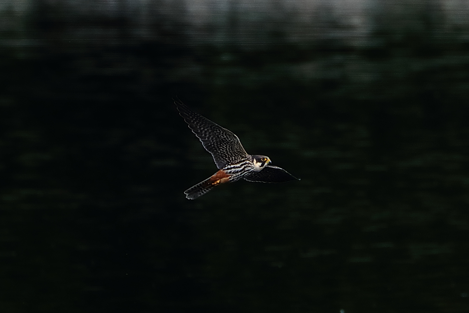 Eurasian hobby
