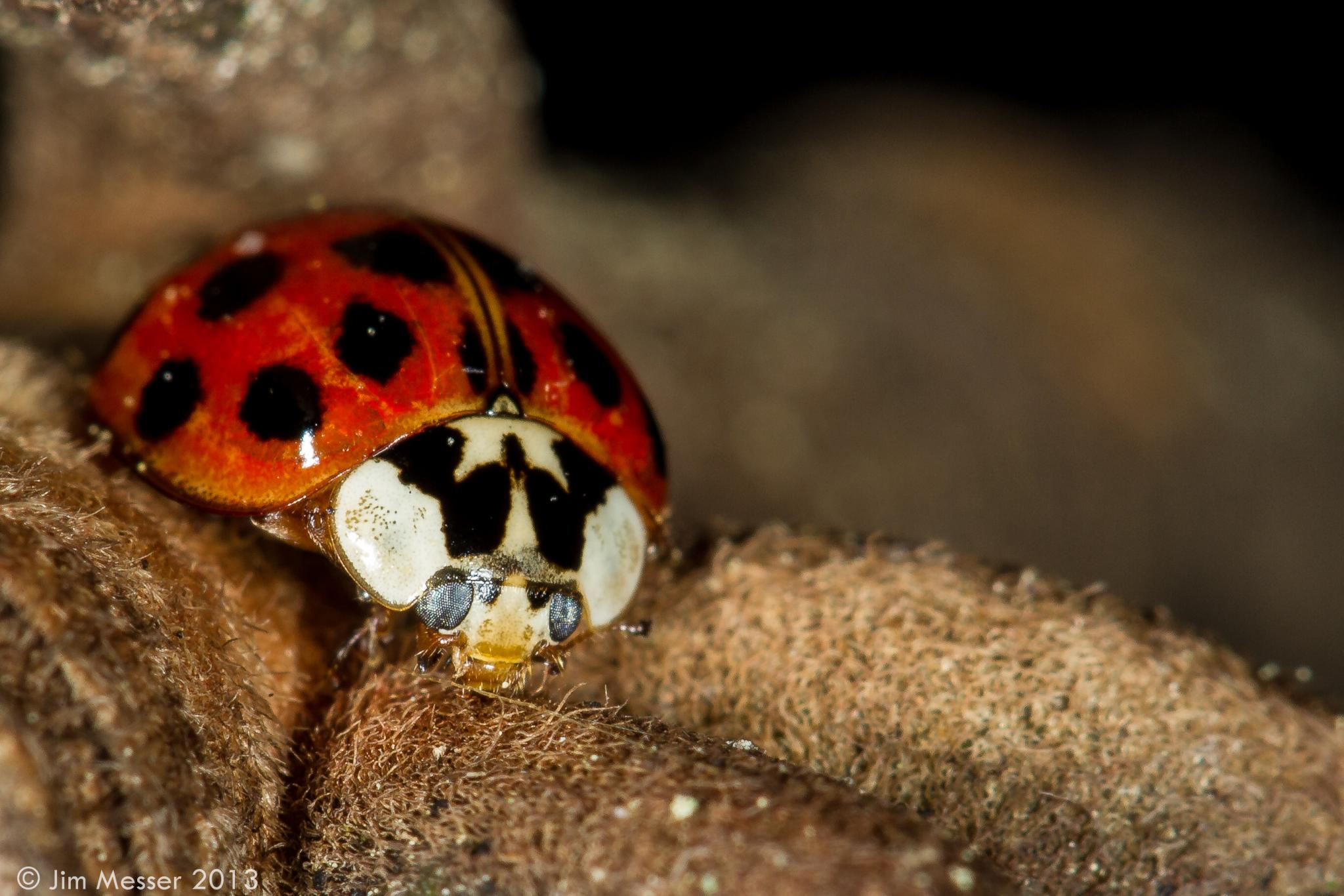 Ladybug