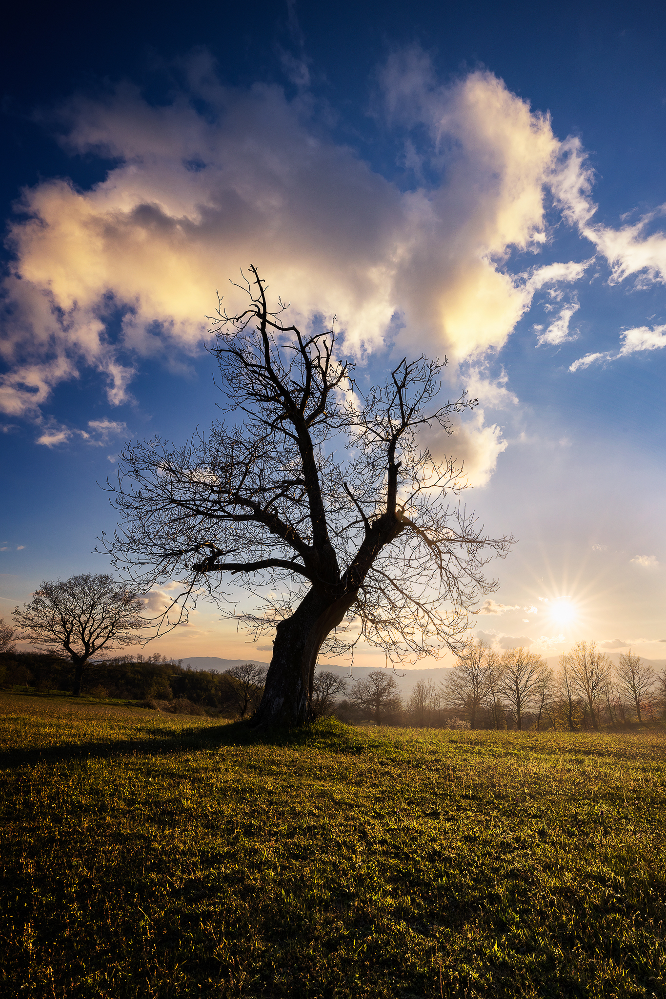 Old solitary chestnut