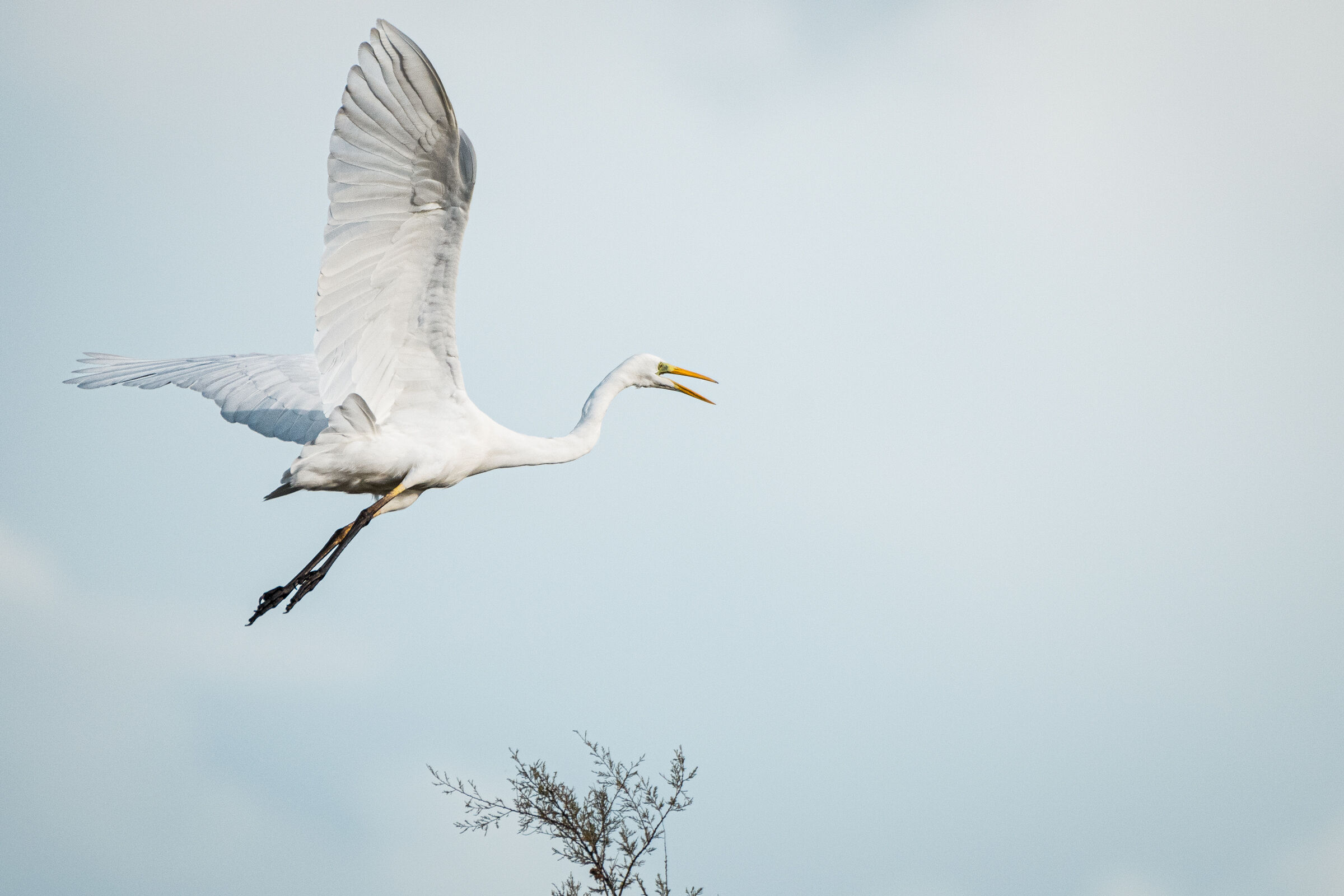 Airone bianco in virata