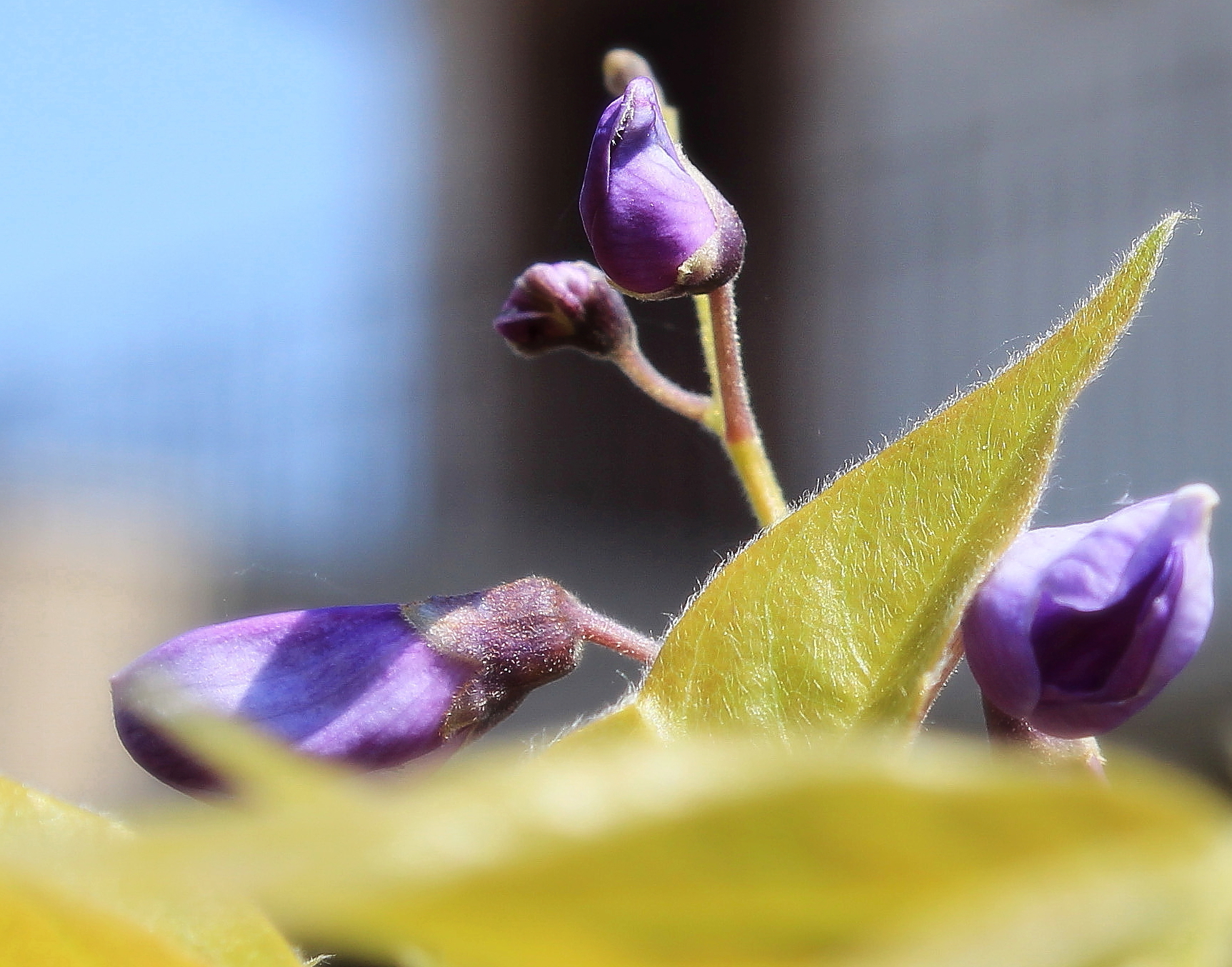 Blossoming of a wisteria