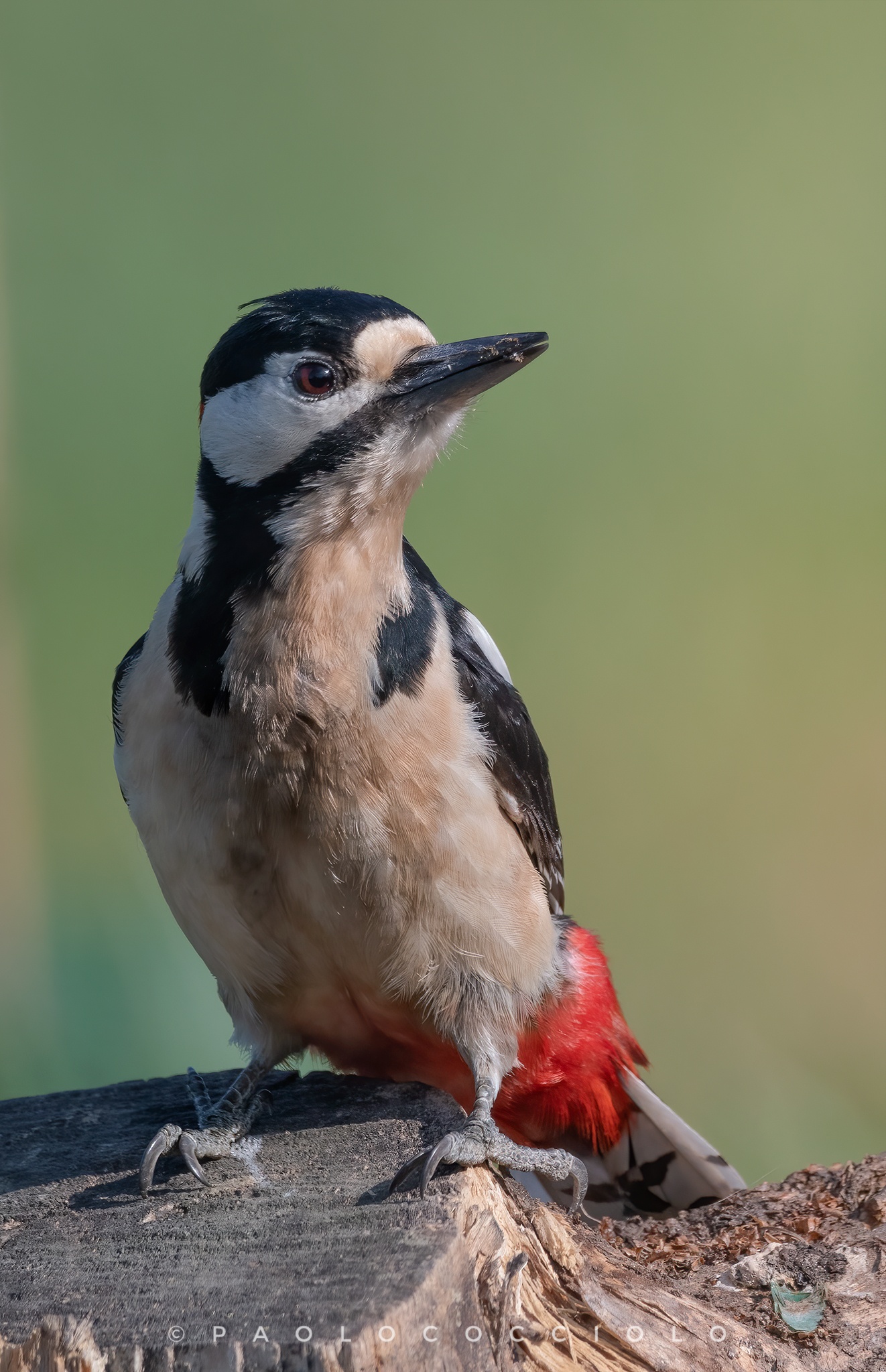 Il maschio a far visita