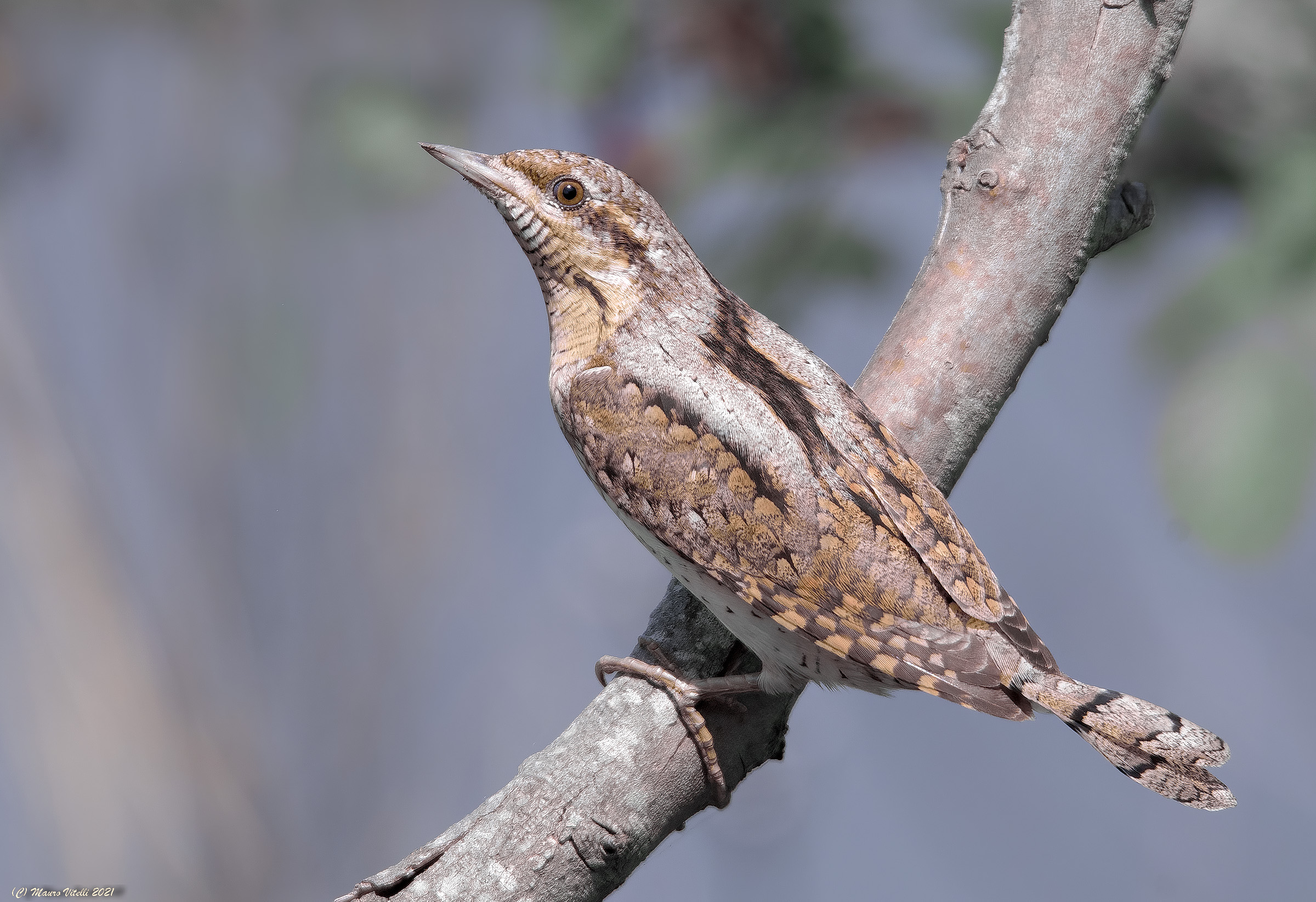 Torcicollo (Jynx torquilla)