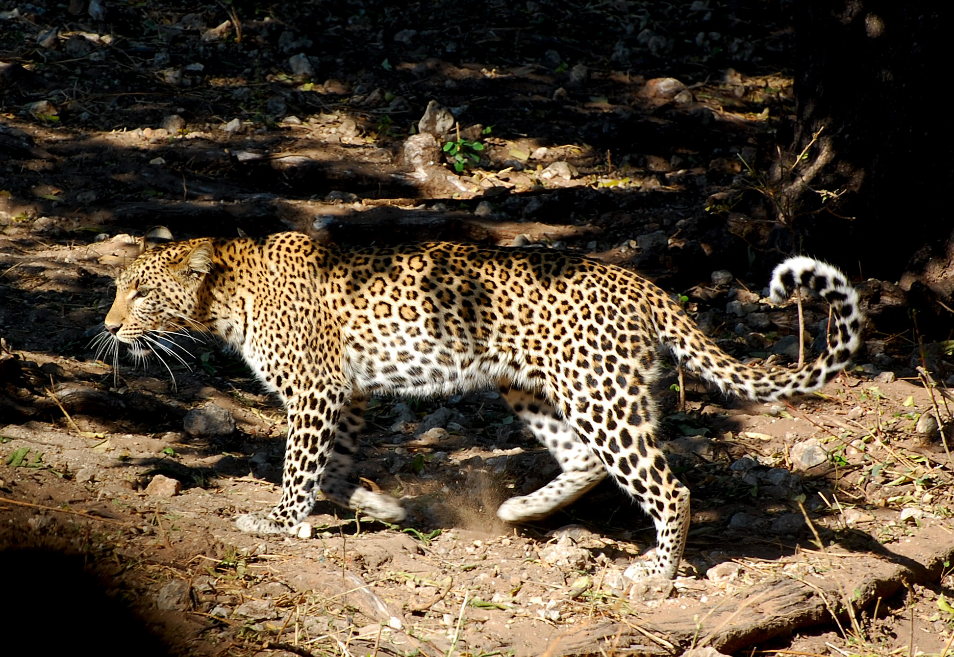 Botswana: one of the big five