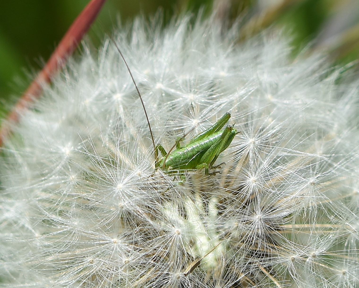 come su una nuvola soffice