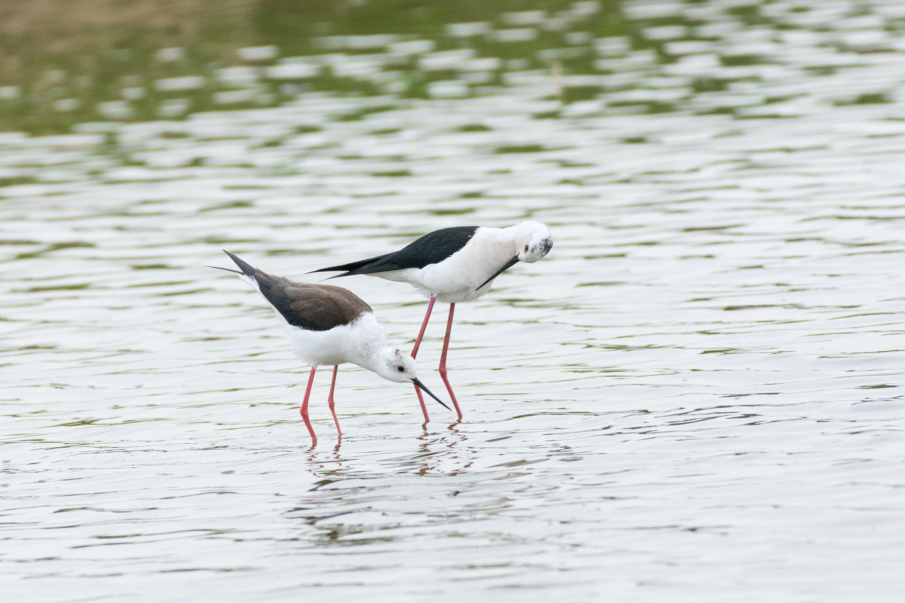 Cavaliere d'Italia: corteggiamento