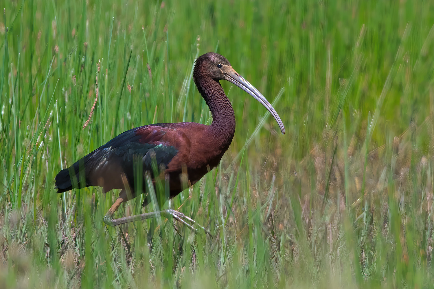 Mignattaio (Plegadis falcinellus)