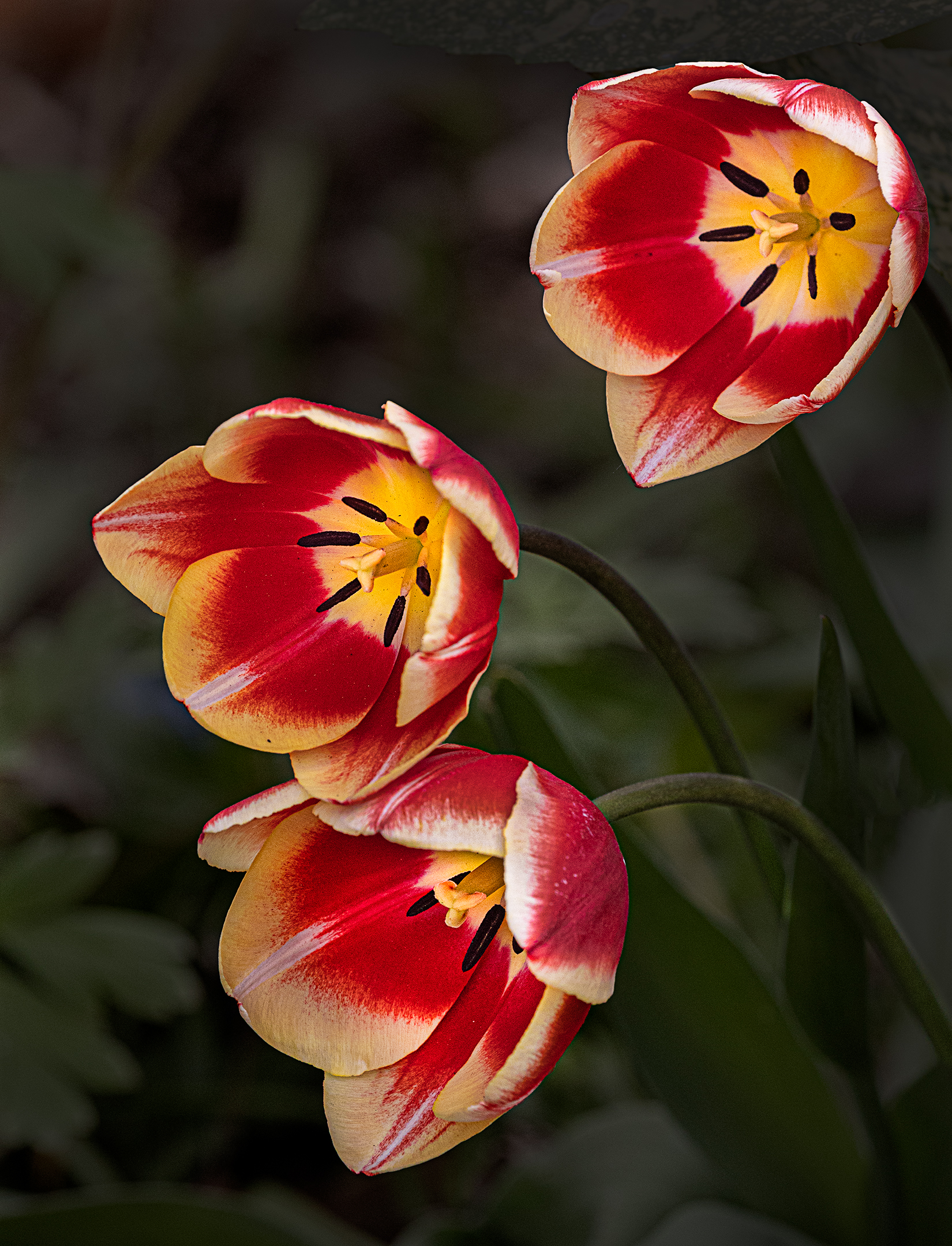 3 Tulips in the Park.