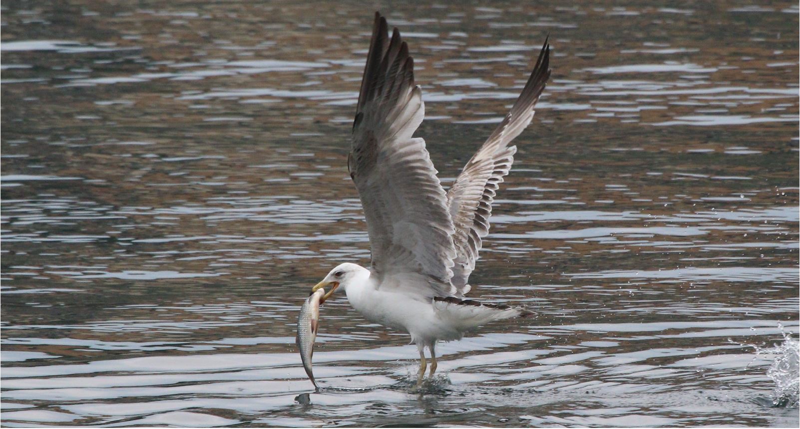Seagull with lunch