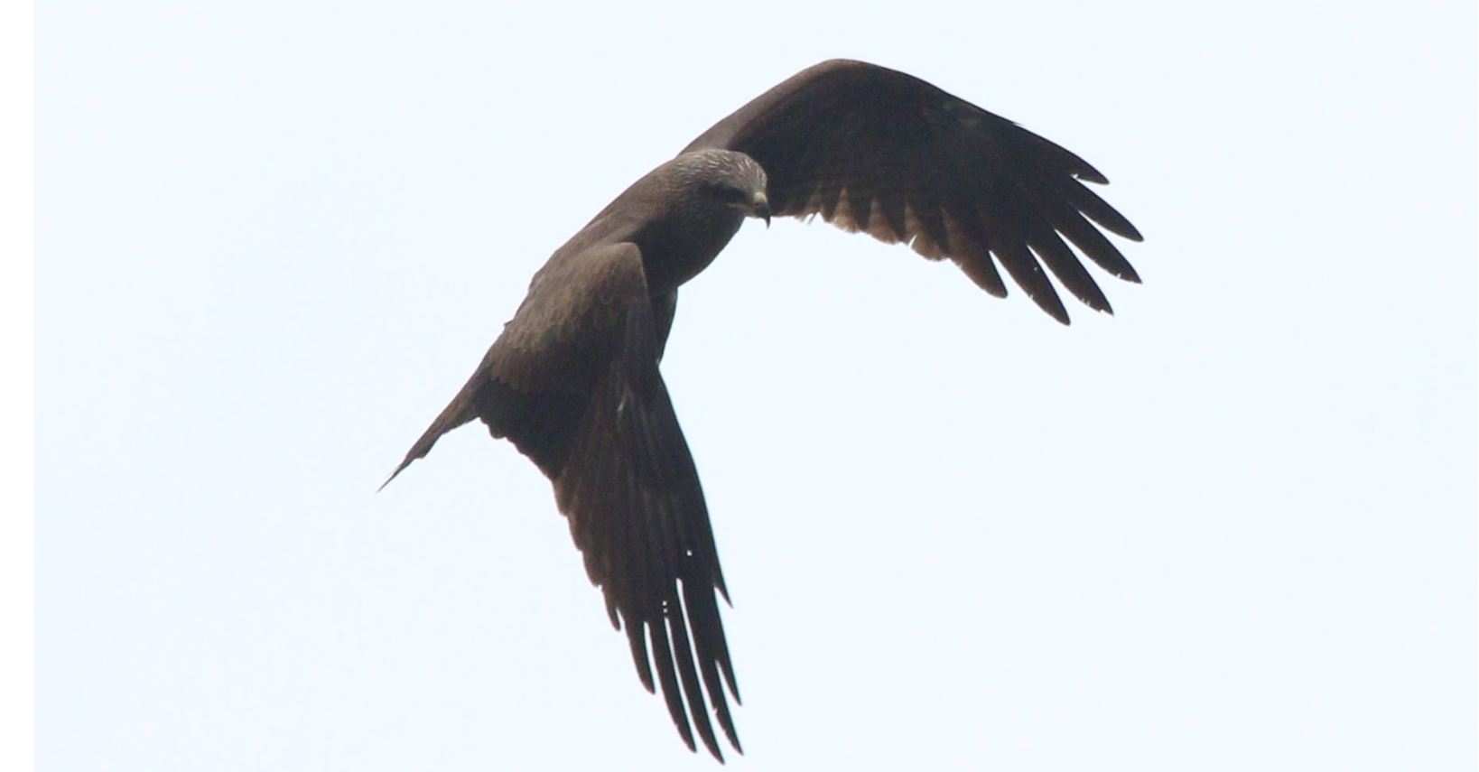 black kite