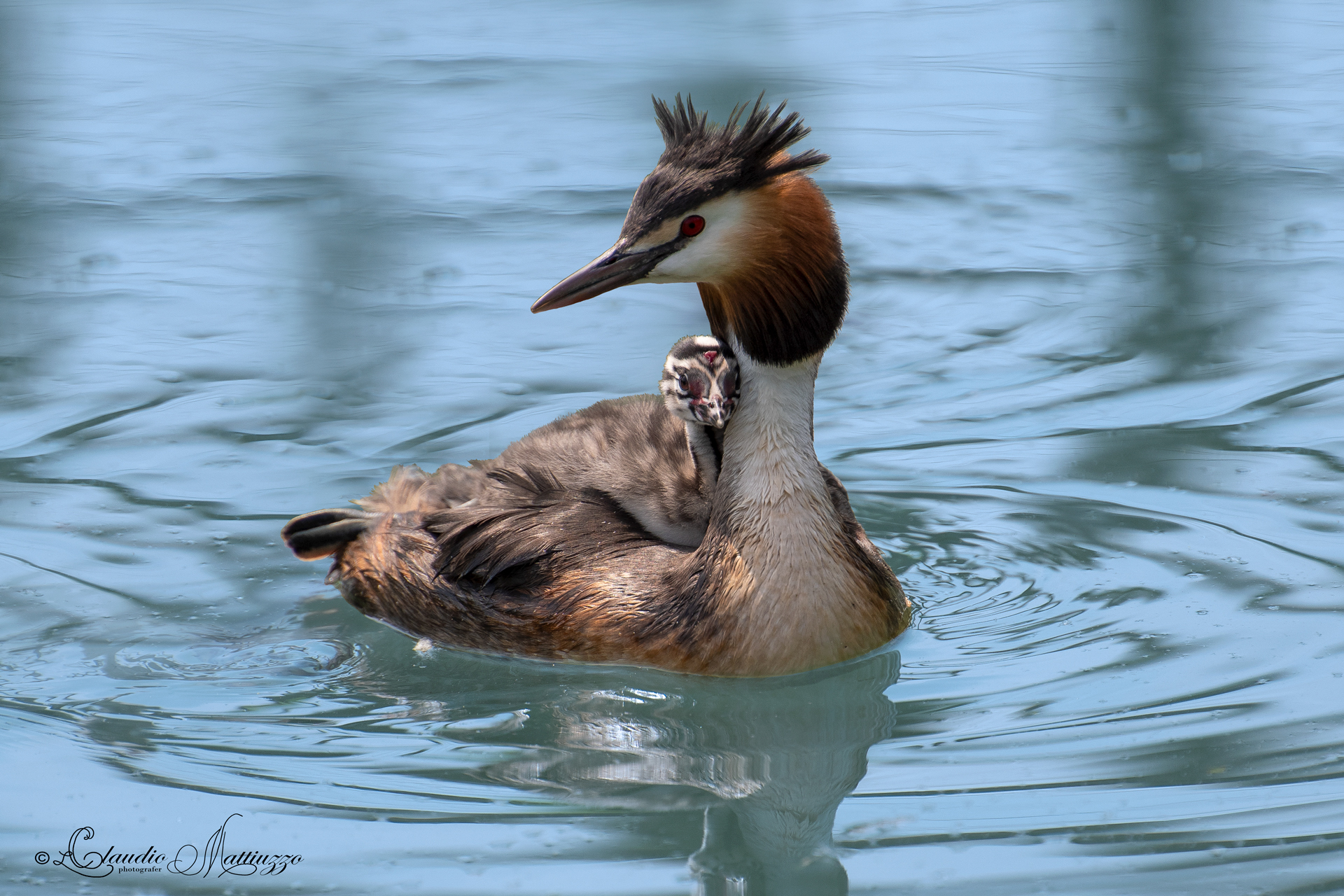 great crested grebe