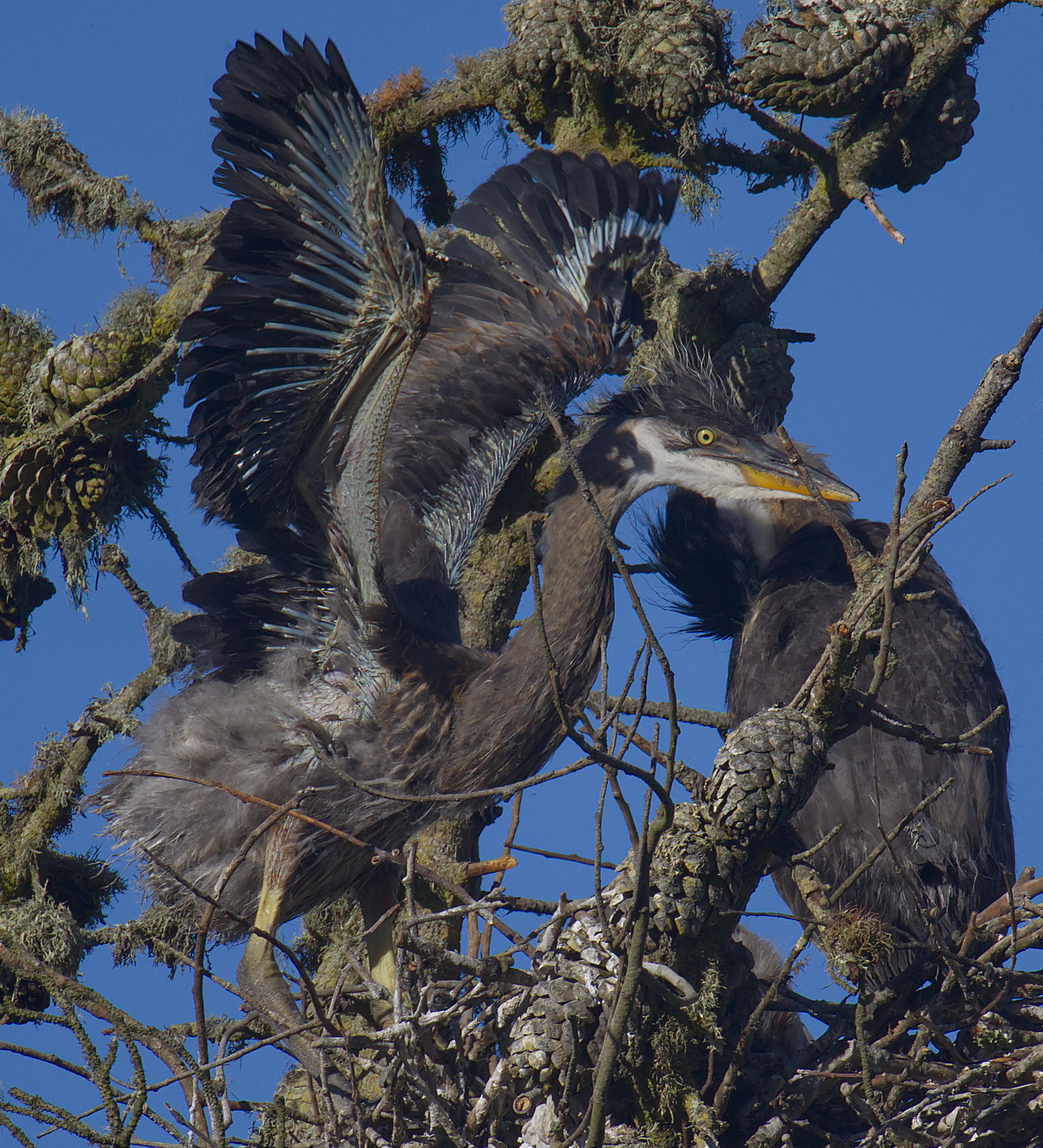 That is how wing develops.