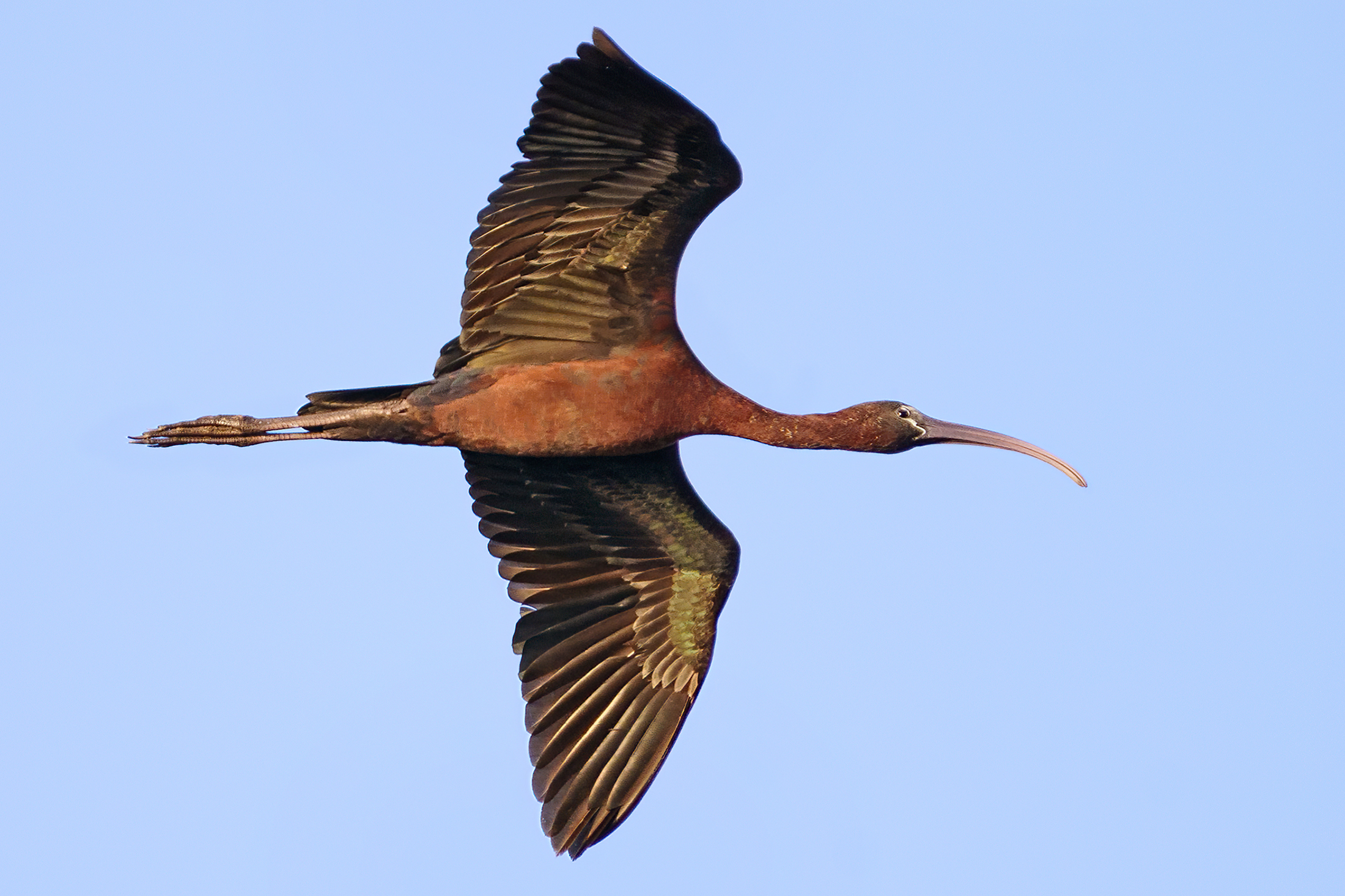 glossy ibis