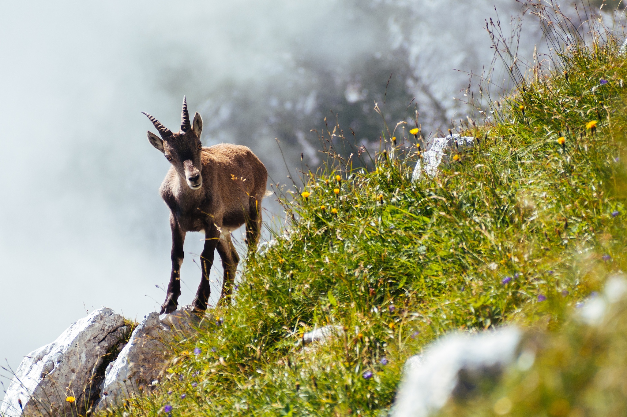 Stambecco lungo il sentiero per Cima di Terra Rossa