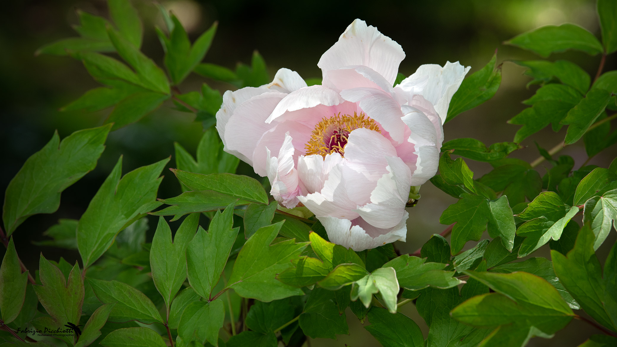PEONY 4