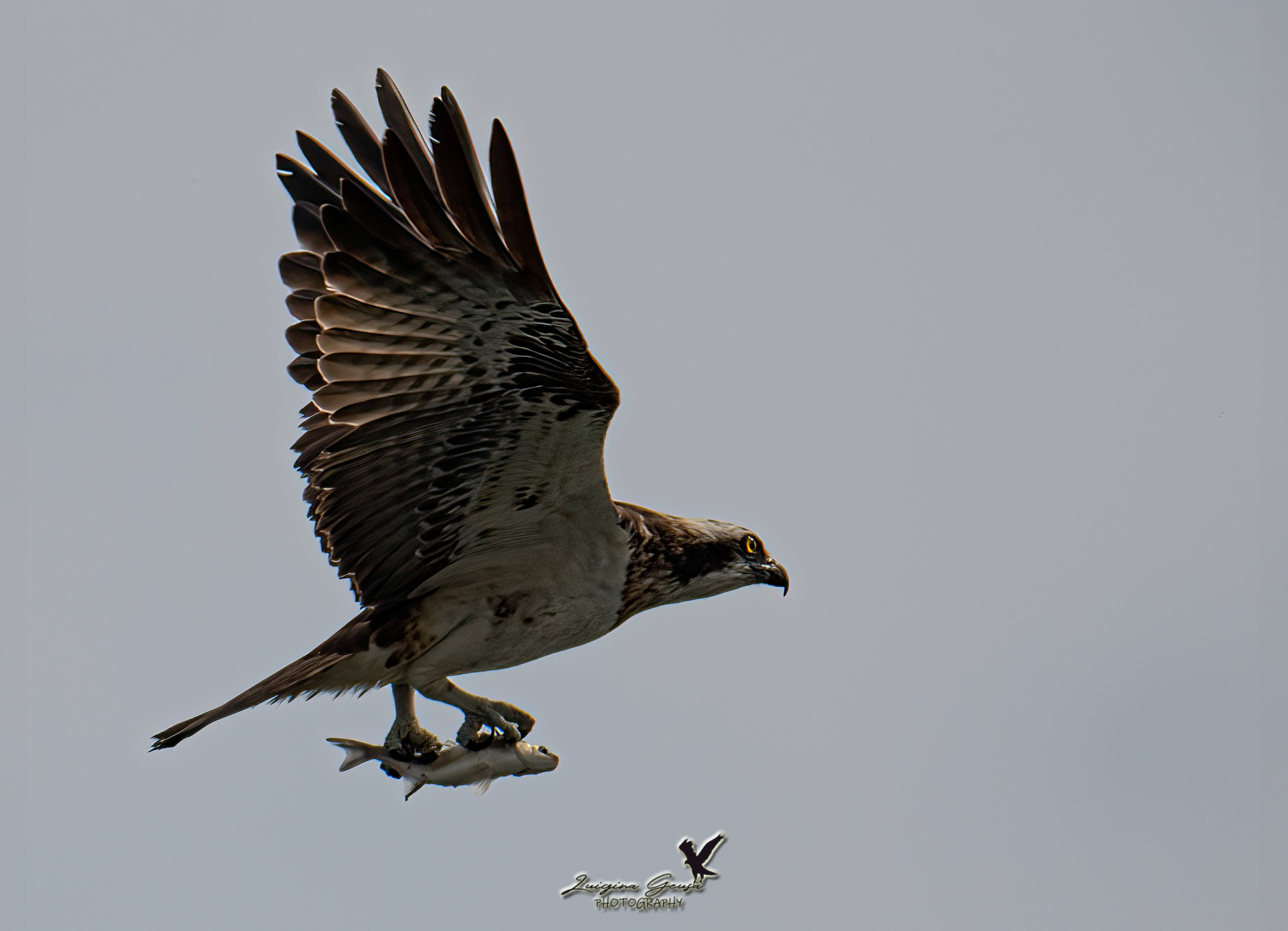 The Grandeur of the Osprey