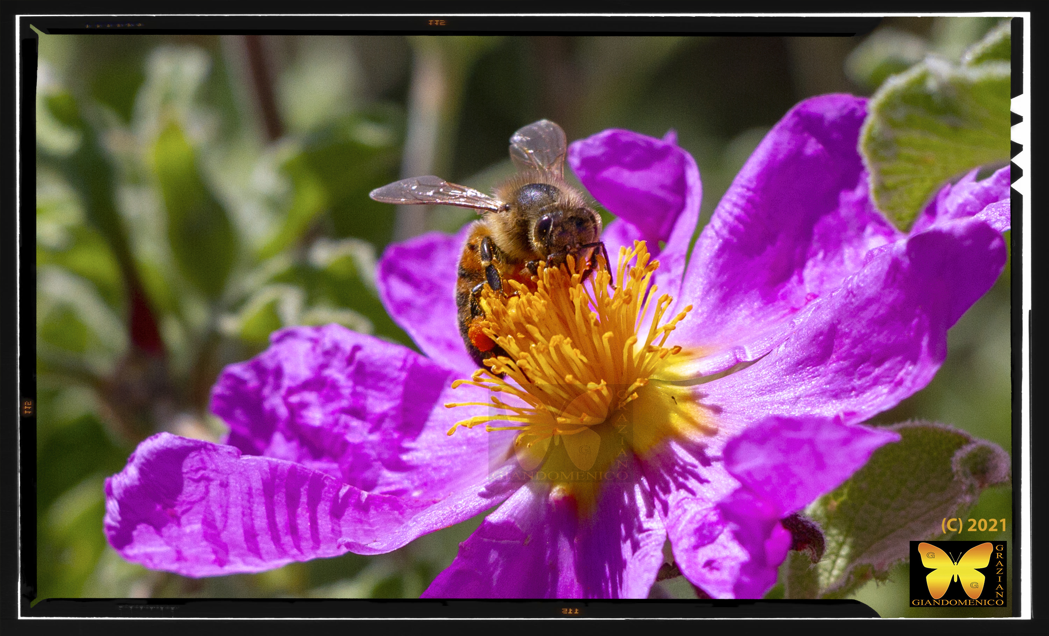 passeggiando con la 7D ....