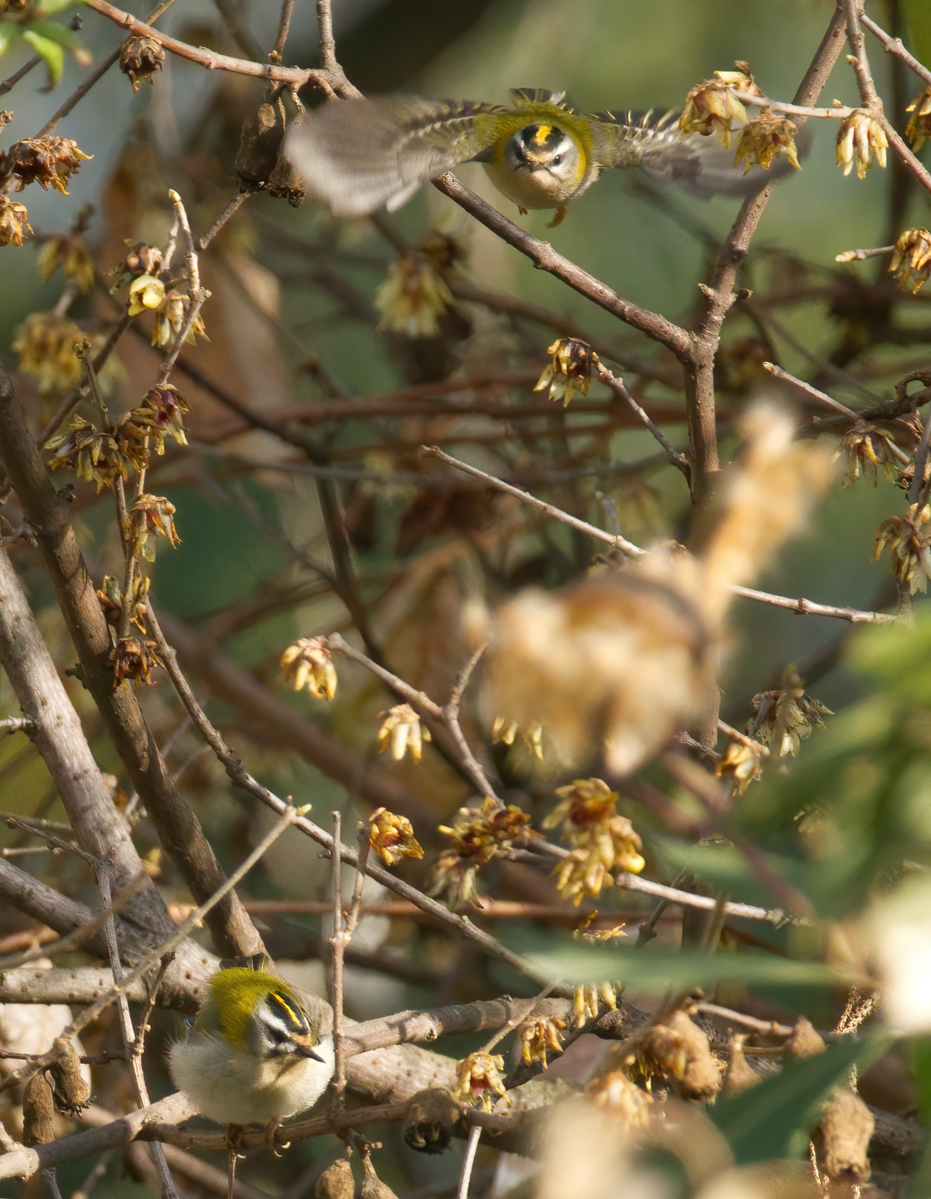 Fiorrancini nei cespugli