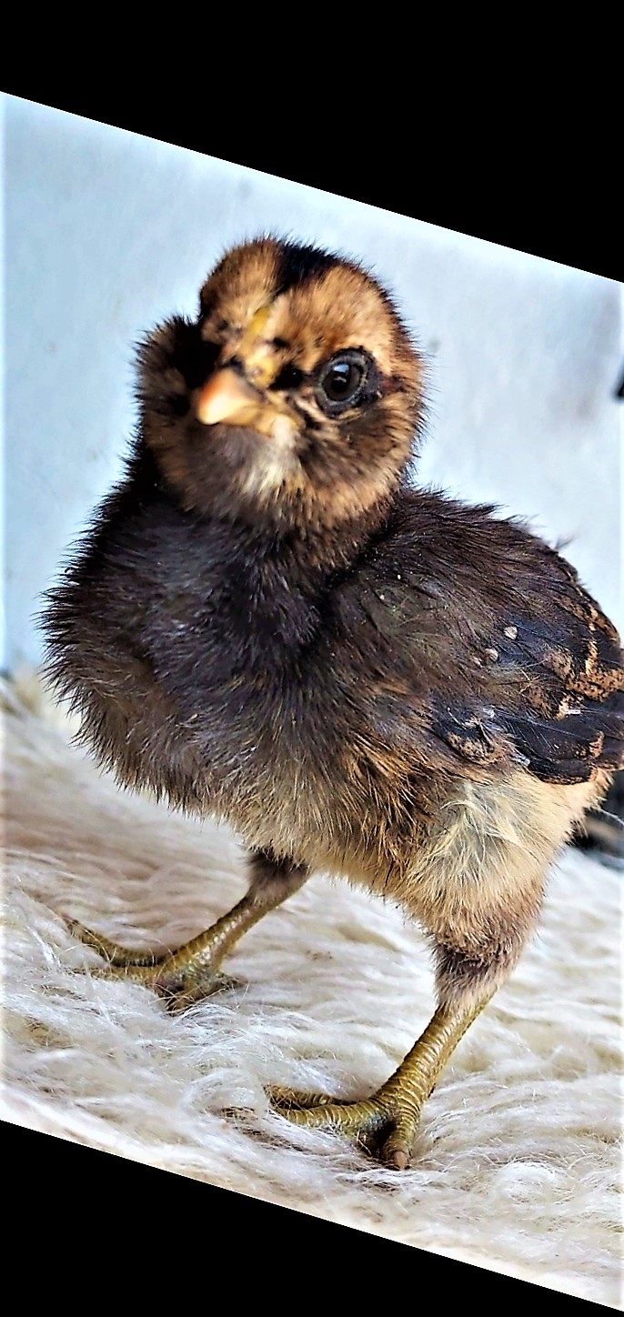chick