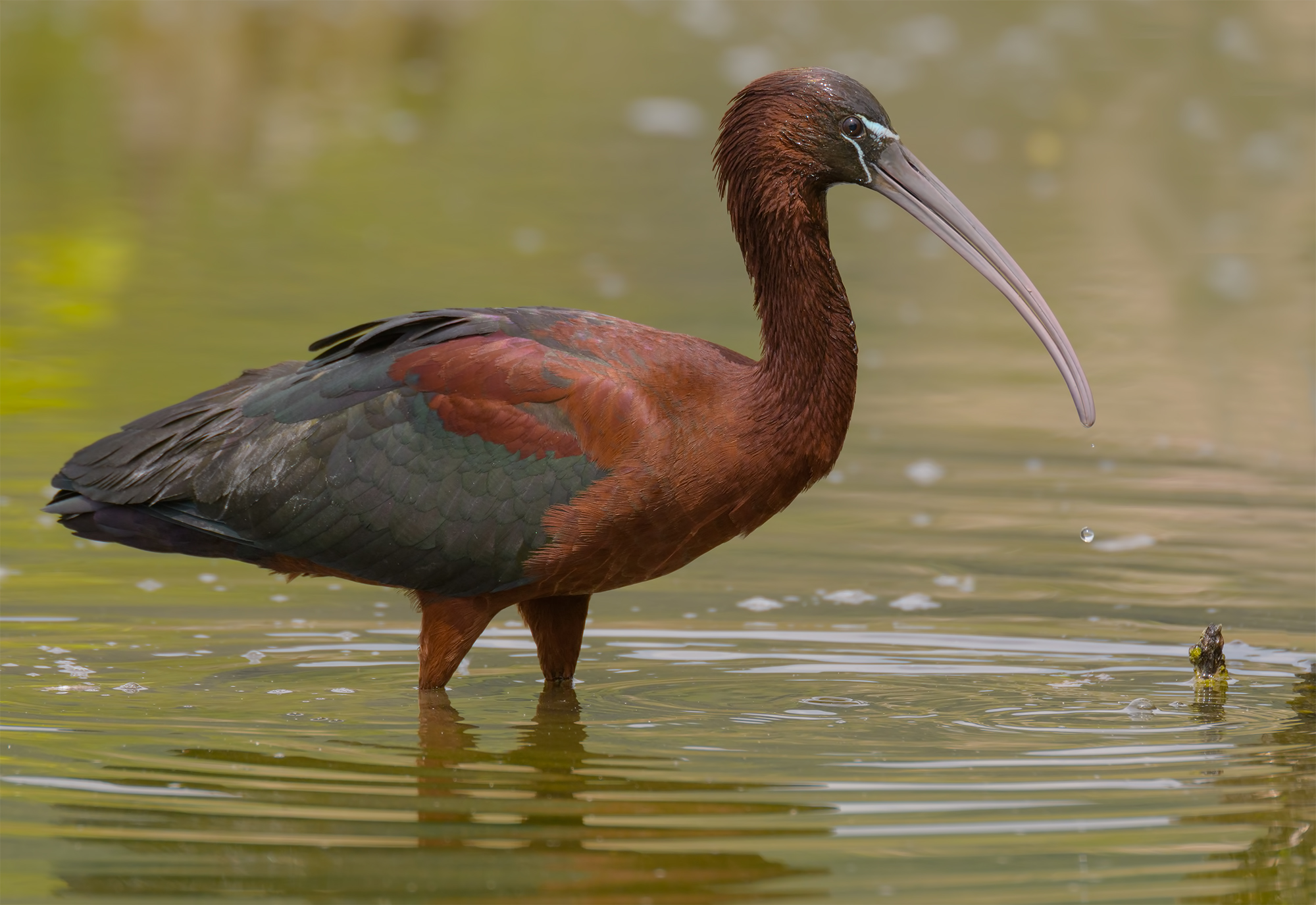 glossy ibis