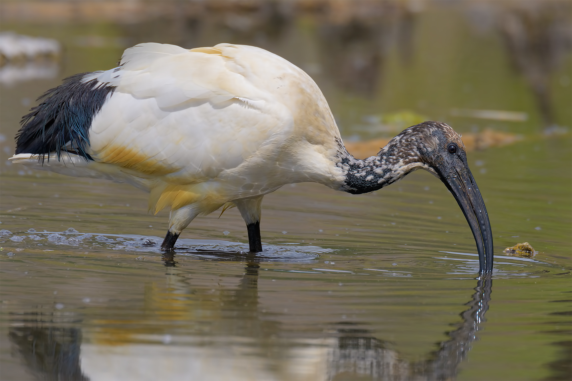 Sacred Ibis.