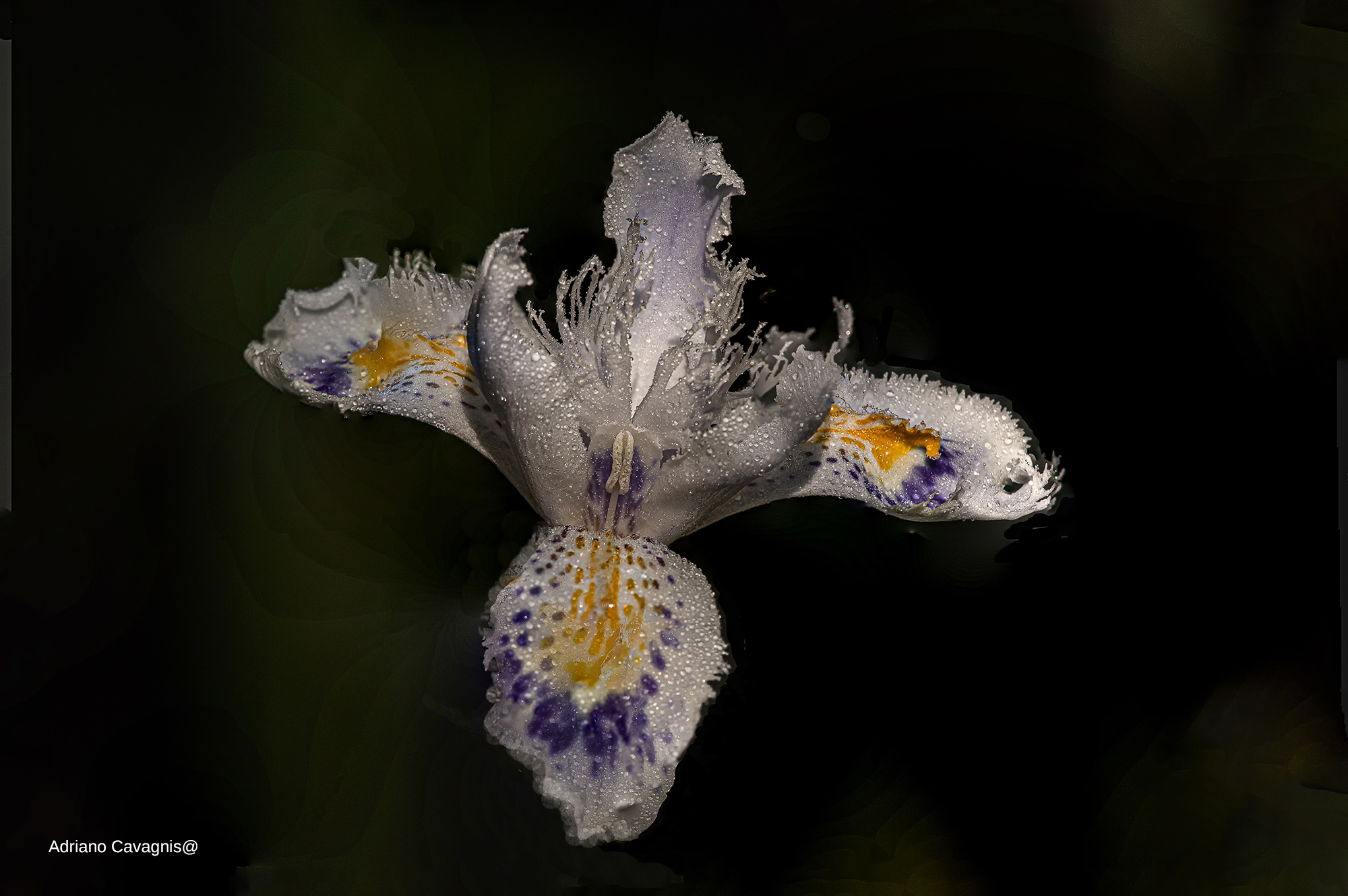 Iris regale.