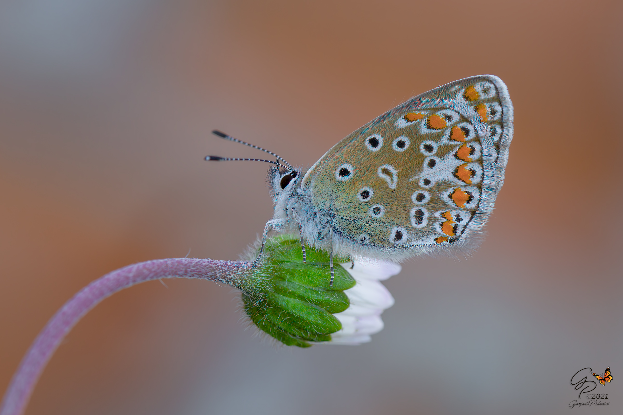 Polyommatus icarus