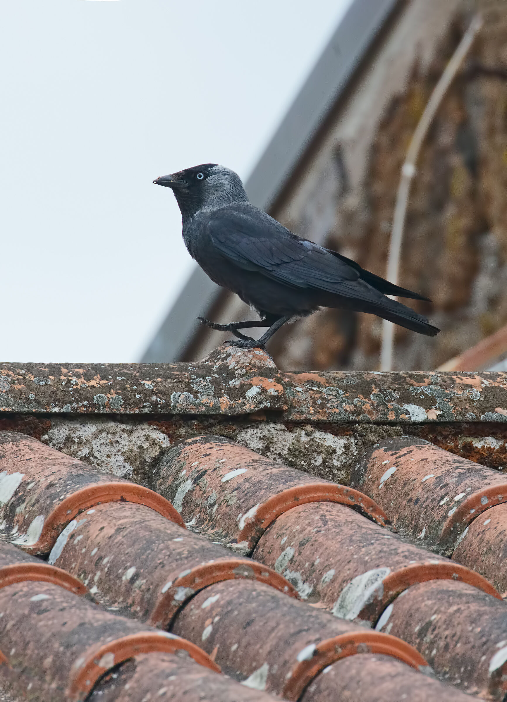 Prova R6 +100-400l IS USM II + MT 2x