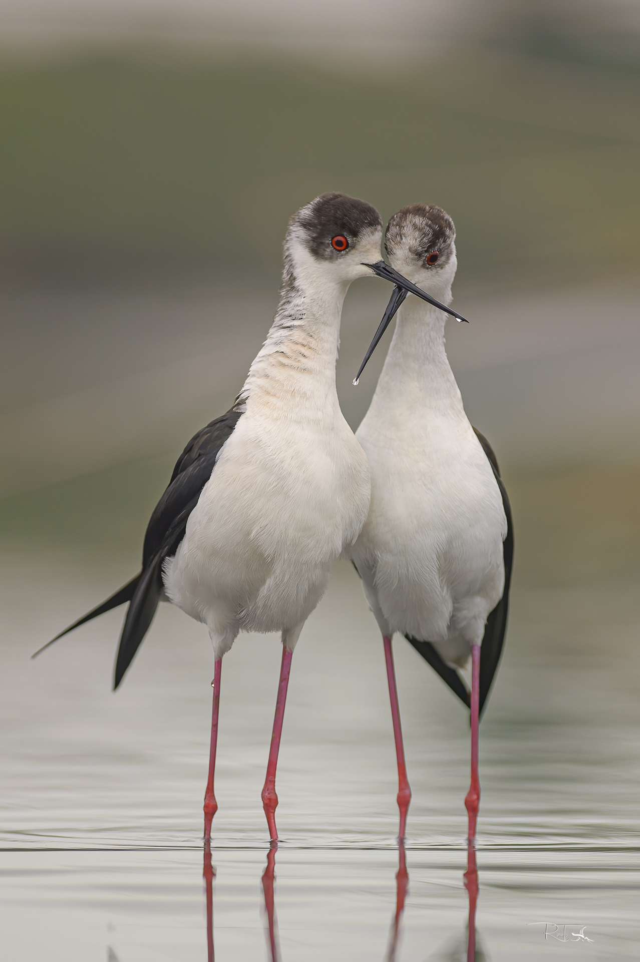 love is.... cavalieri d'Italia